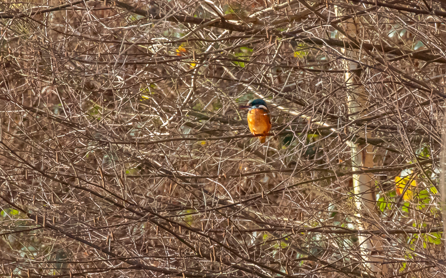 Isfugl ved Skillingbrokilden. 23.11.2020