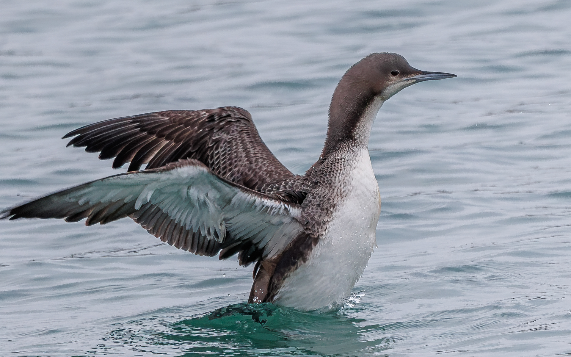 Stillehavslom i Hanstholm Havn