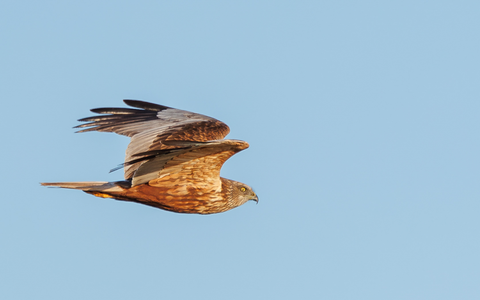 Rørhøg i Lille Vildmose. Ved solopgang 22. april