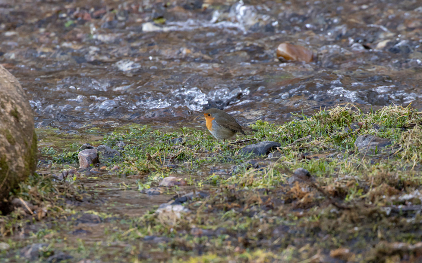 Rødhals i Ravnkilde