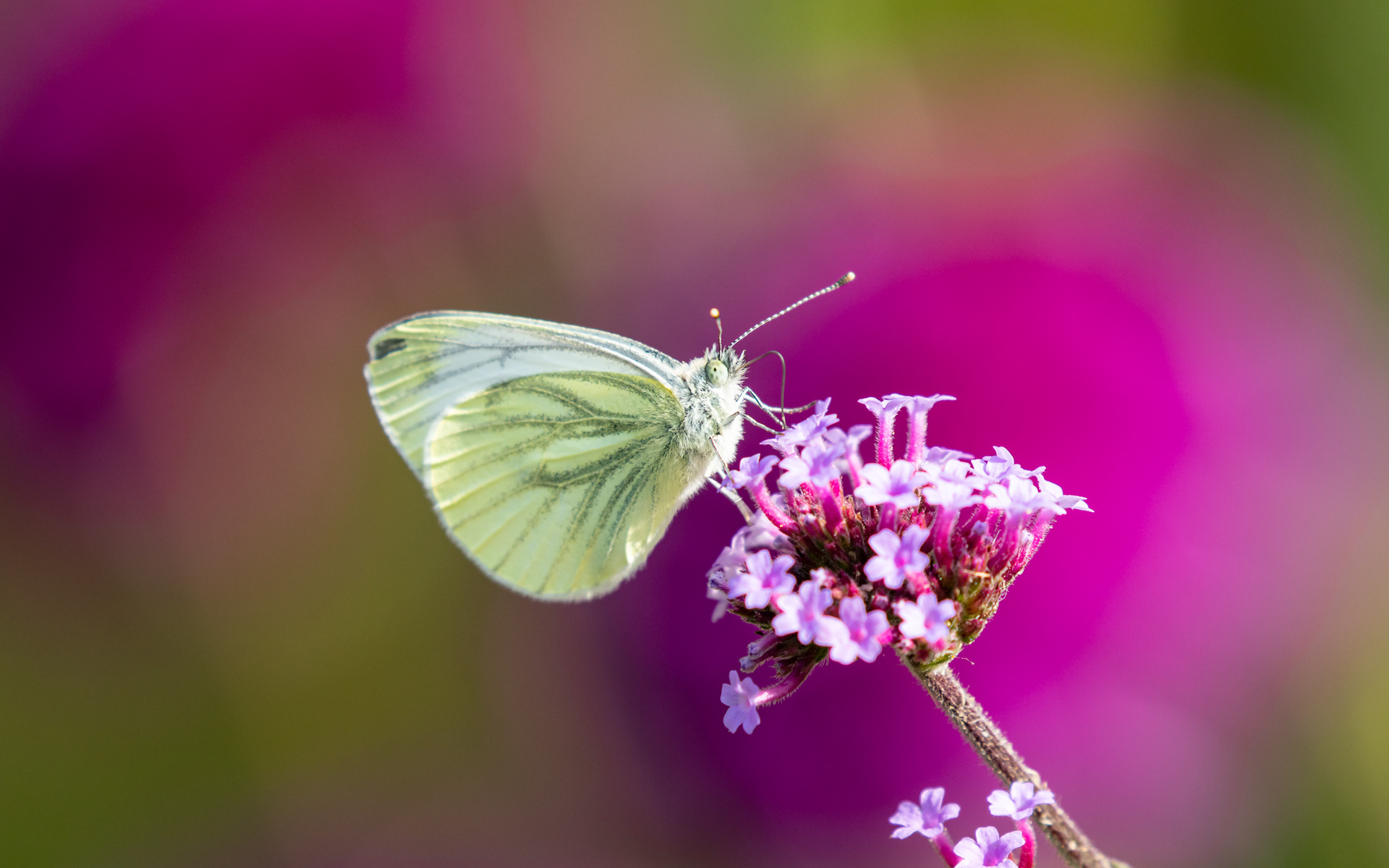  Grønåret kålsommerfugl