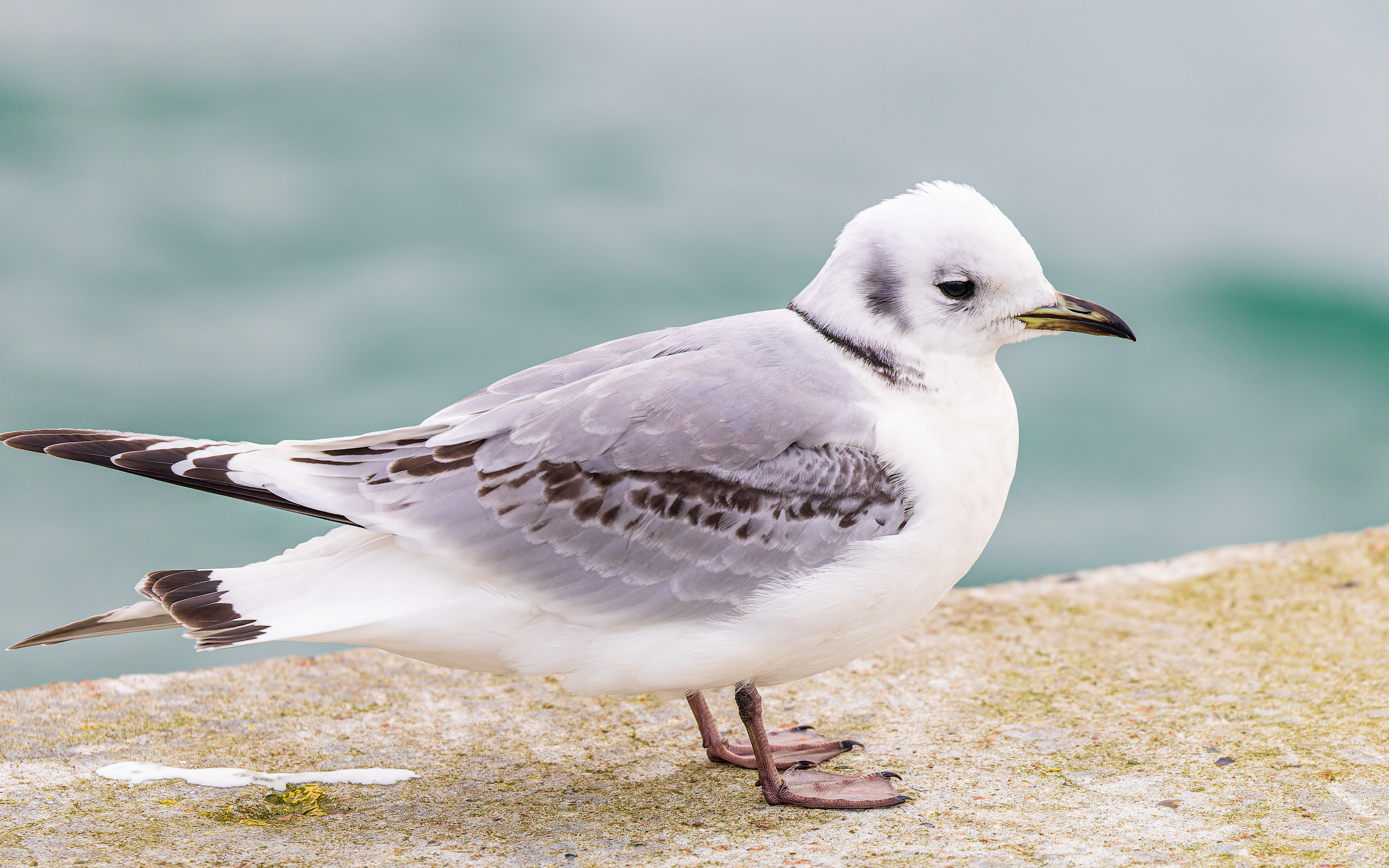 Ride, Hanstholm Havn
