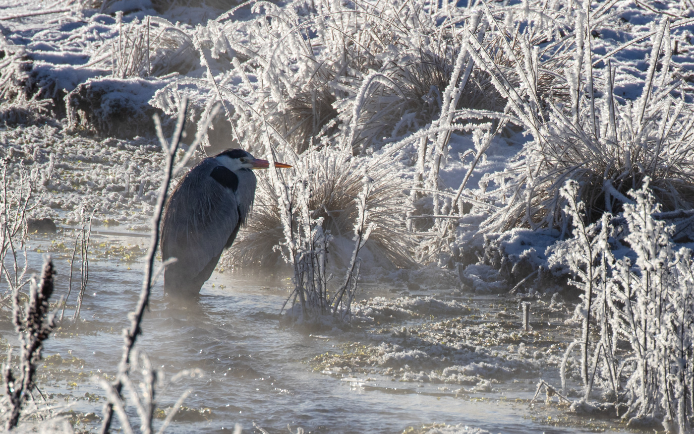 Fiskehejre i den kolde morgensol i Kousbækken