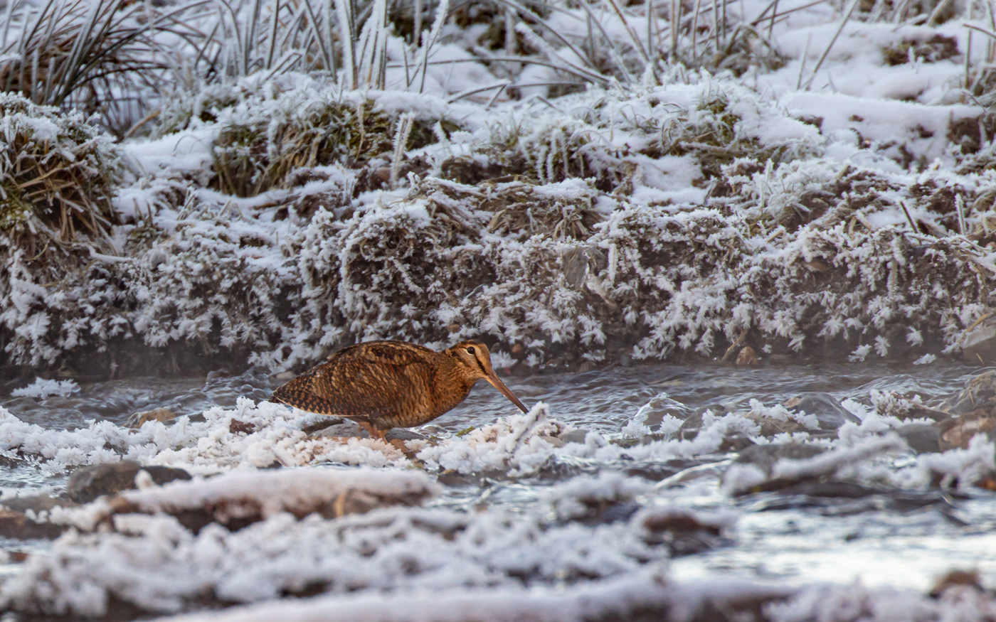 Skovsneppe i Ravnkilde