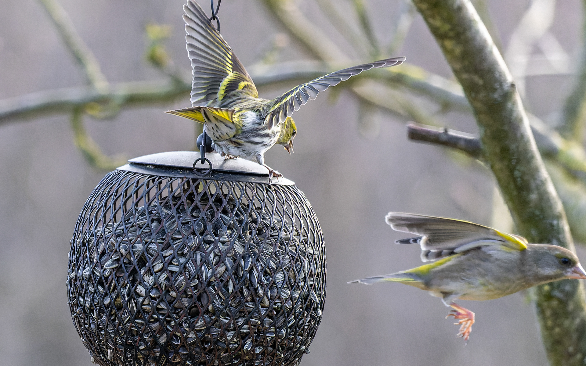 grønsisken og grønirisk