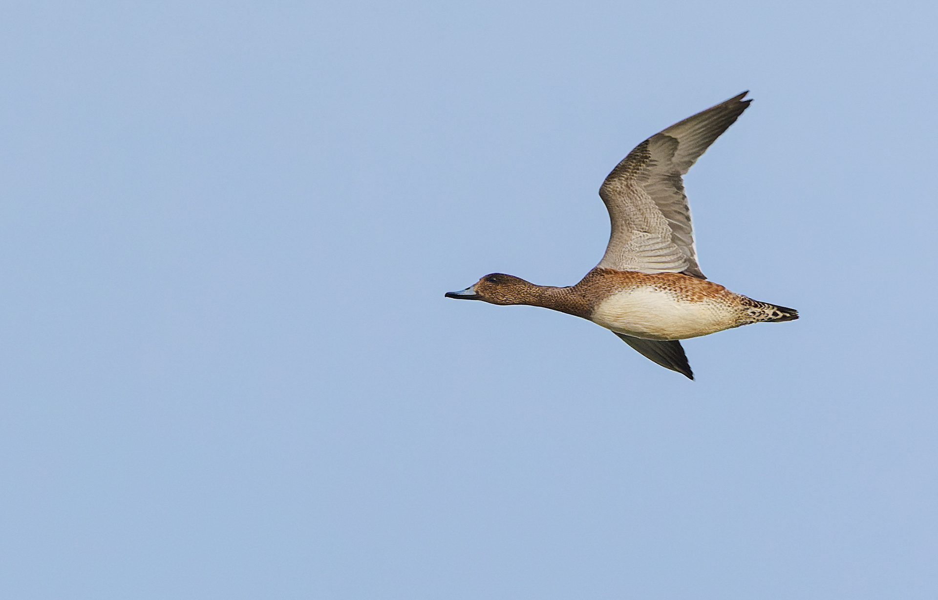 Pibeand over Flommen/Øresund