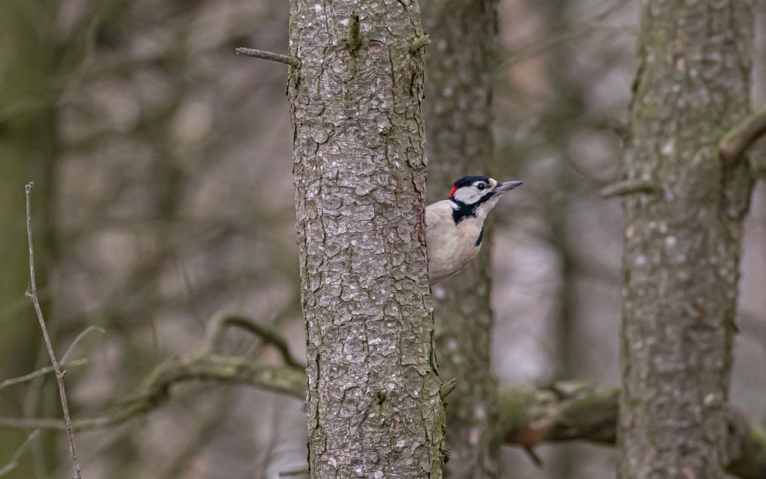 Stor flagspætte - Lille Vildmose