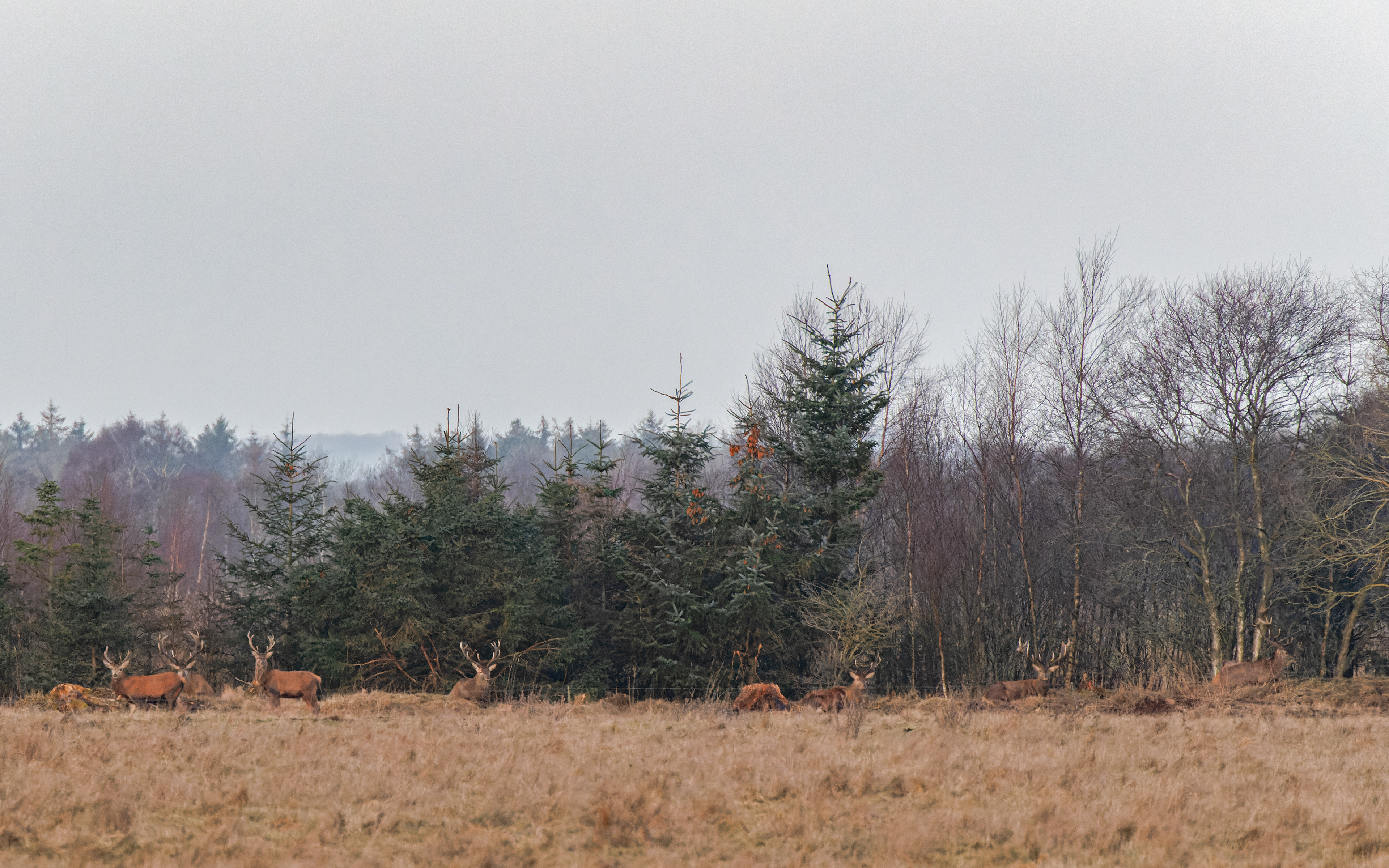 Kronhjorte i Lille Vildmose