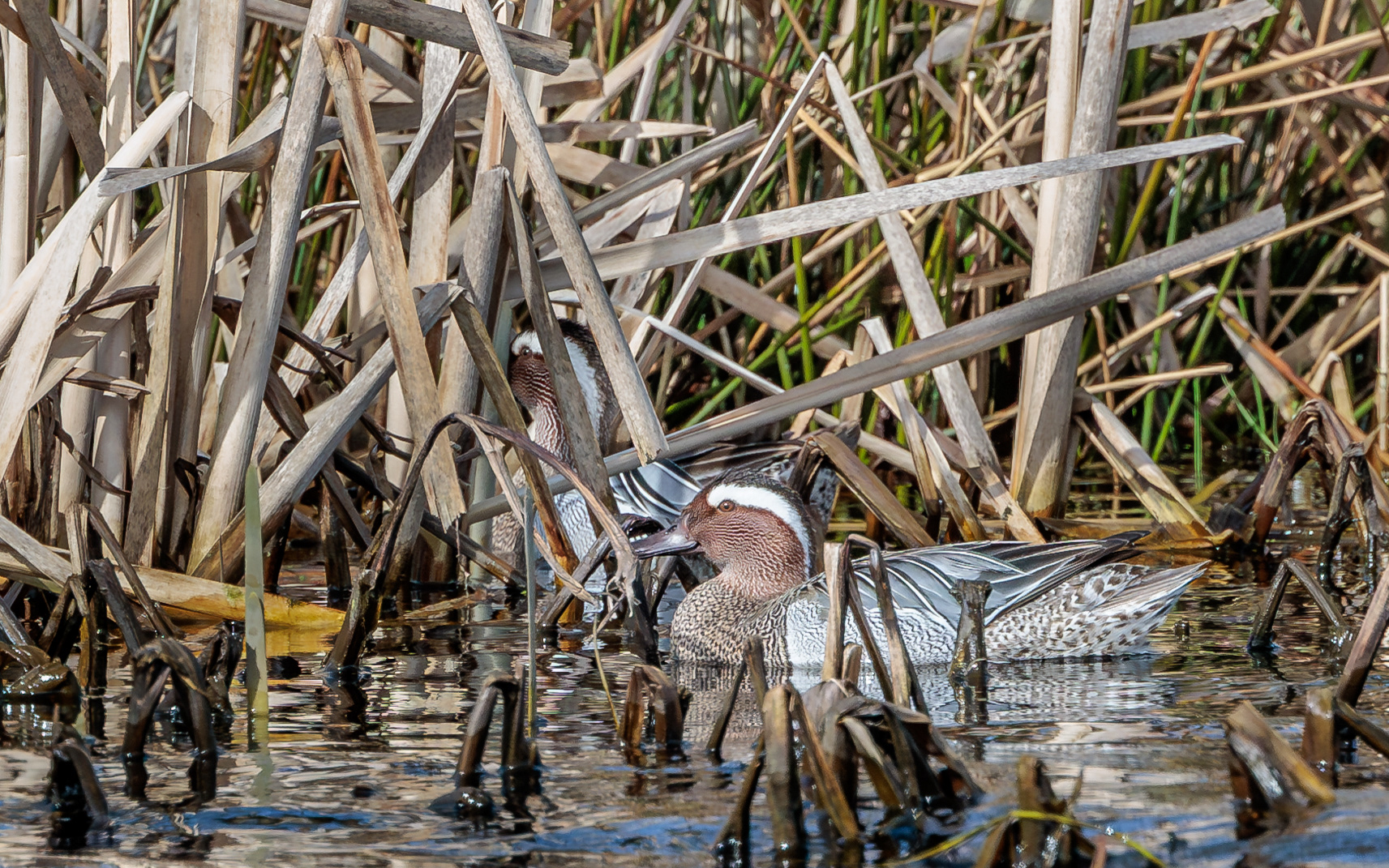Atlingand i Lille Vildmose. 13. april