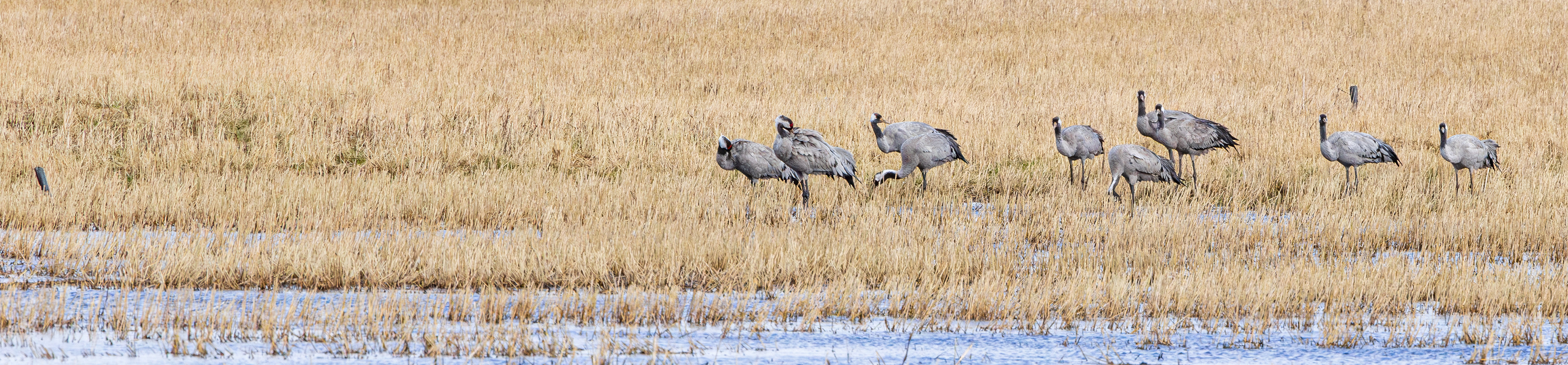 Traner i Lille Vildmose. 16. marts