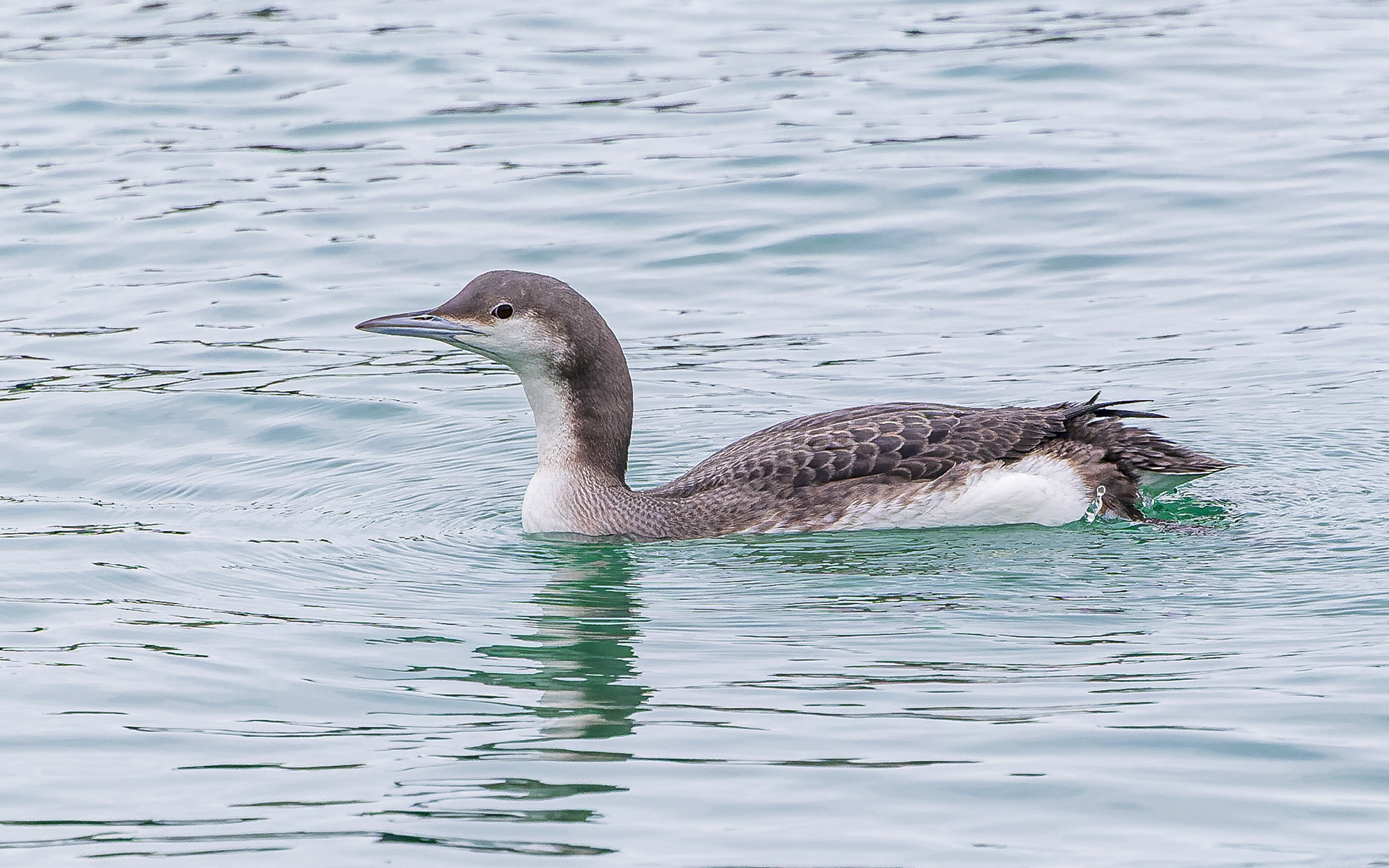 Sortstrubet lom i Hanstholm Havn