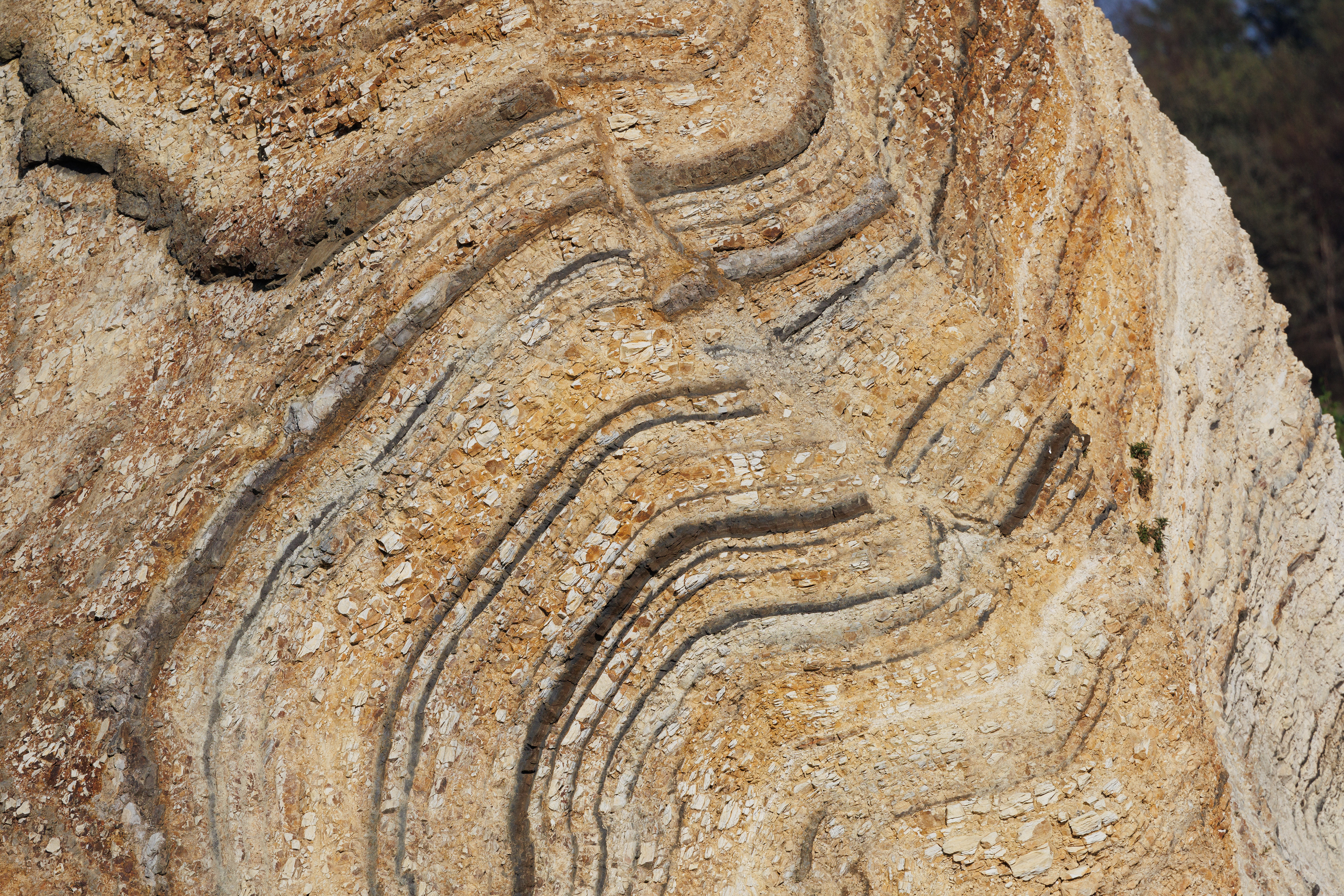 Bispehuen. Vulkanske askelag i efterladt rest af moleraflejringerne i molergrav på Fur