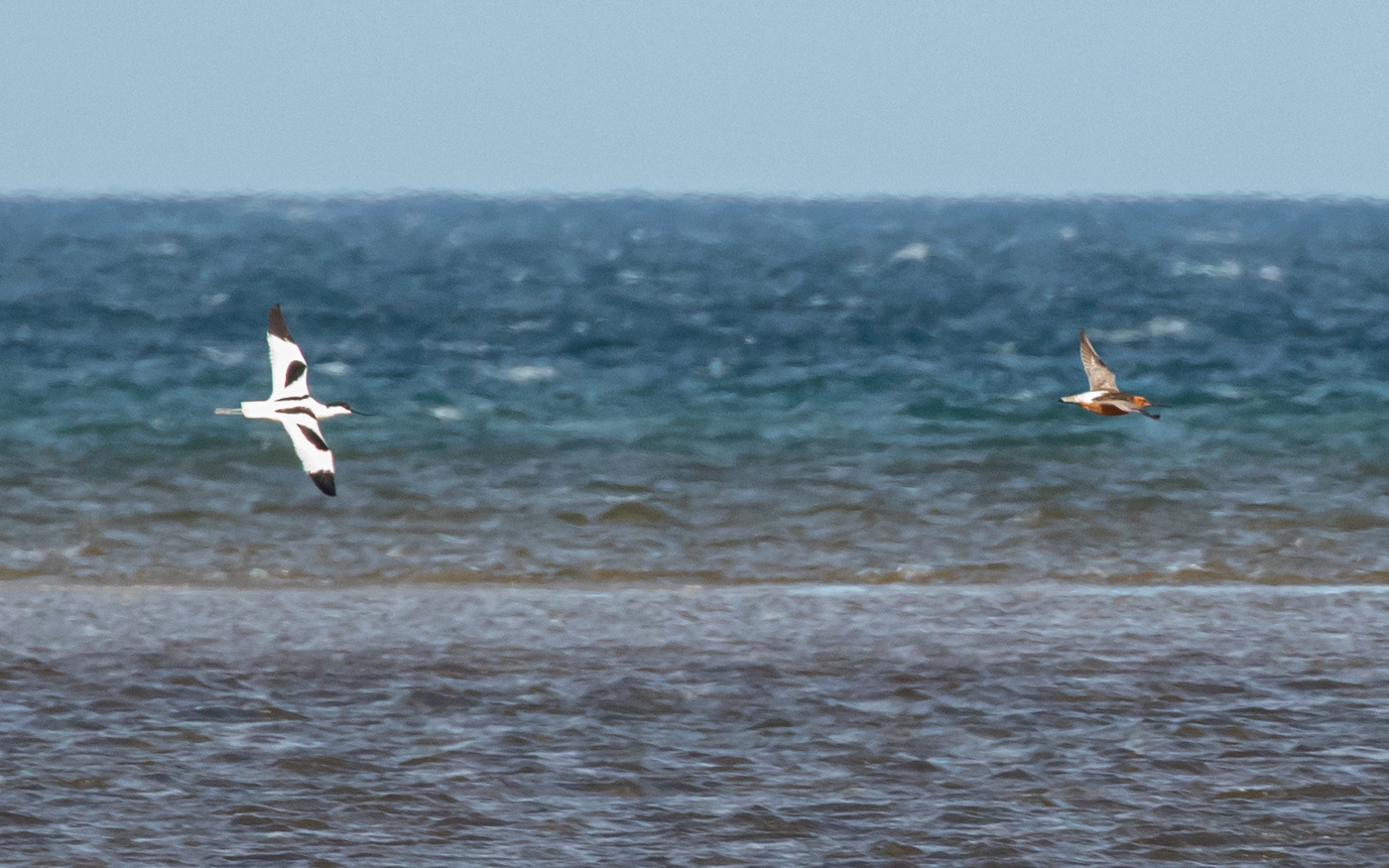 Gerå Strand. Klyde og lille kobbersneppe