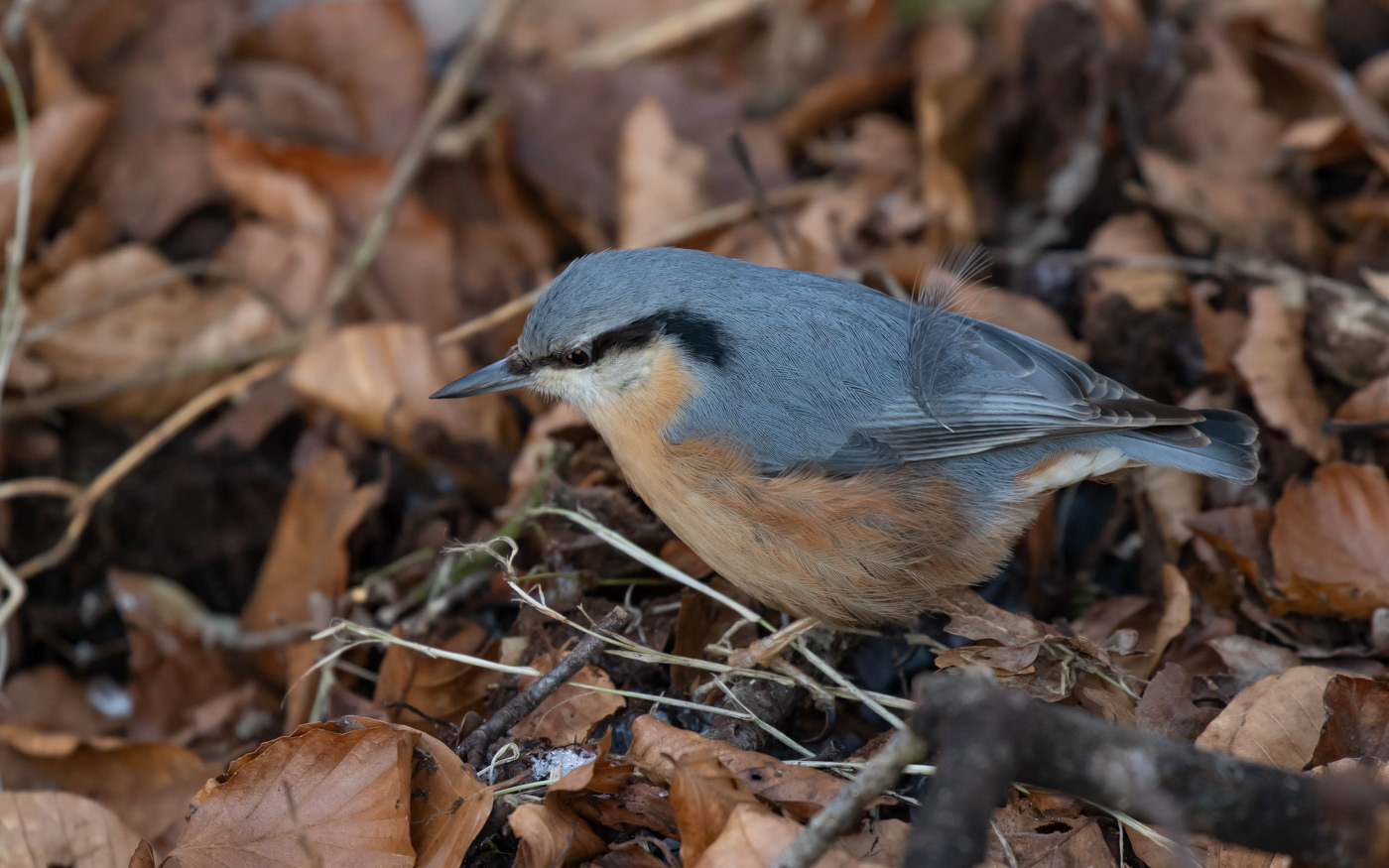 Spætmejse i Ravnkilde