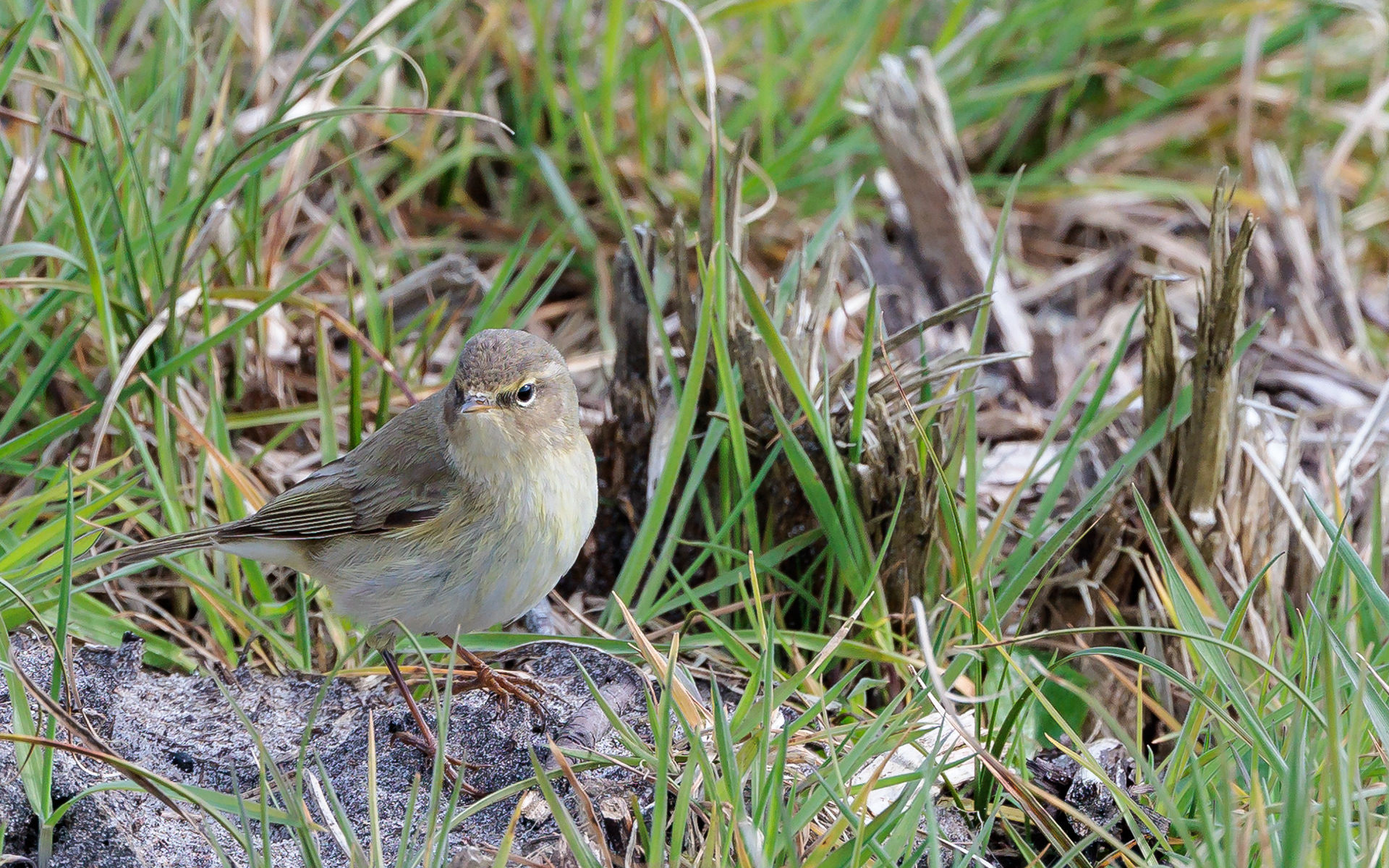Gransanger. Skallerup Klit 20. april