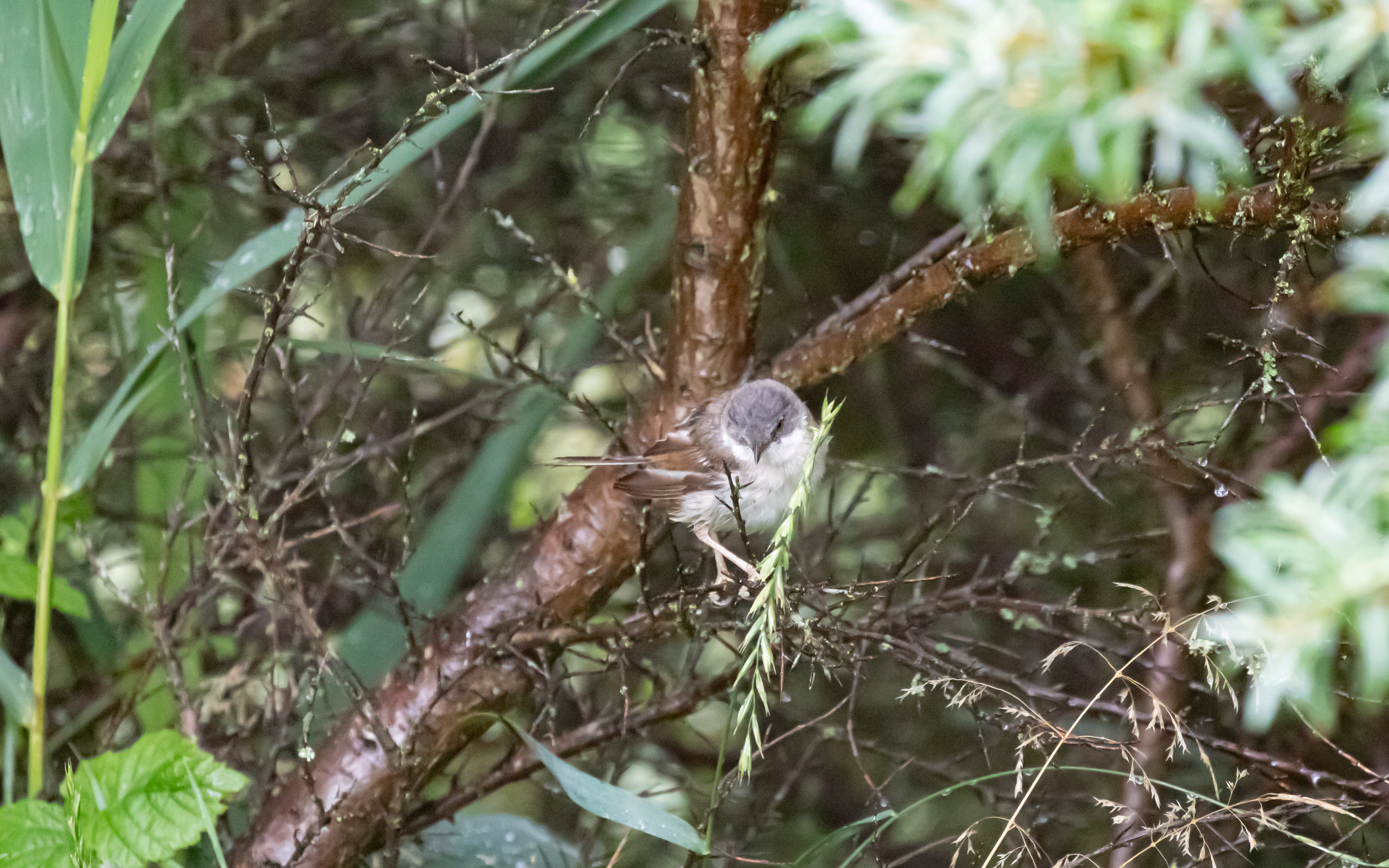 Tornsanger ved sommerhuset i Tornby Strand
