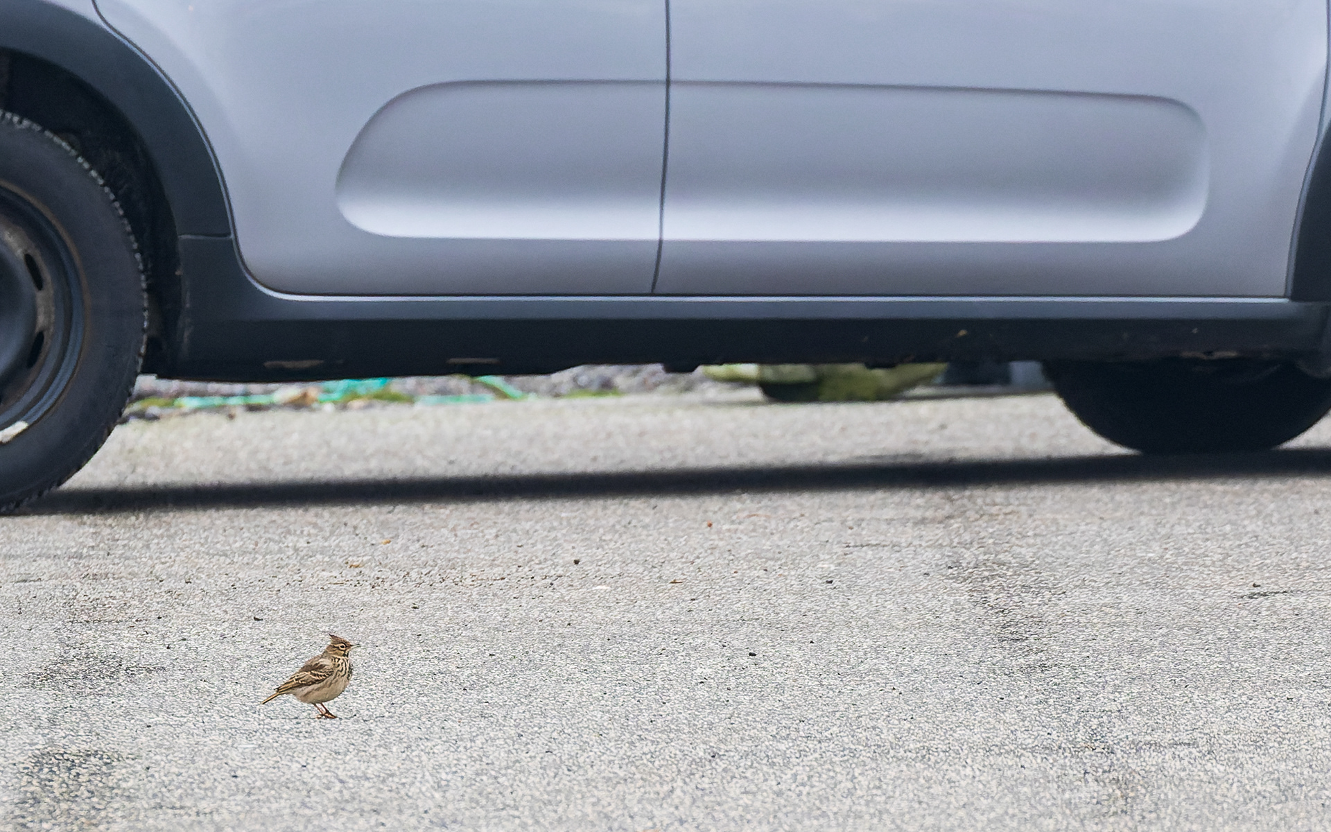 Toplærke - Hirtshals Havn