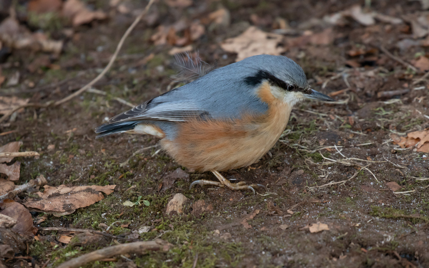 Spætmejse i Ravnkilde