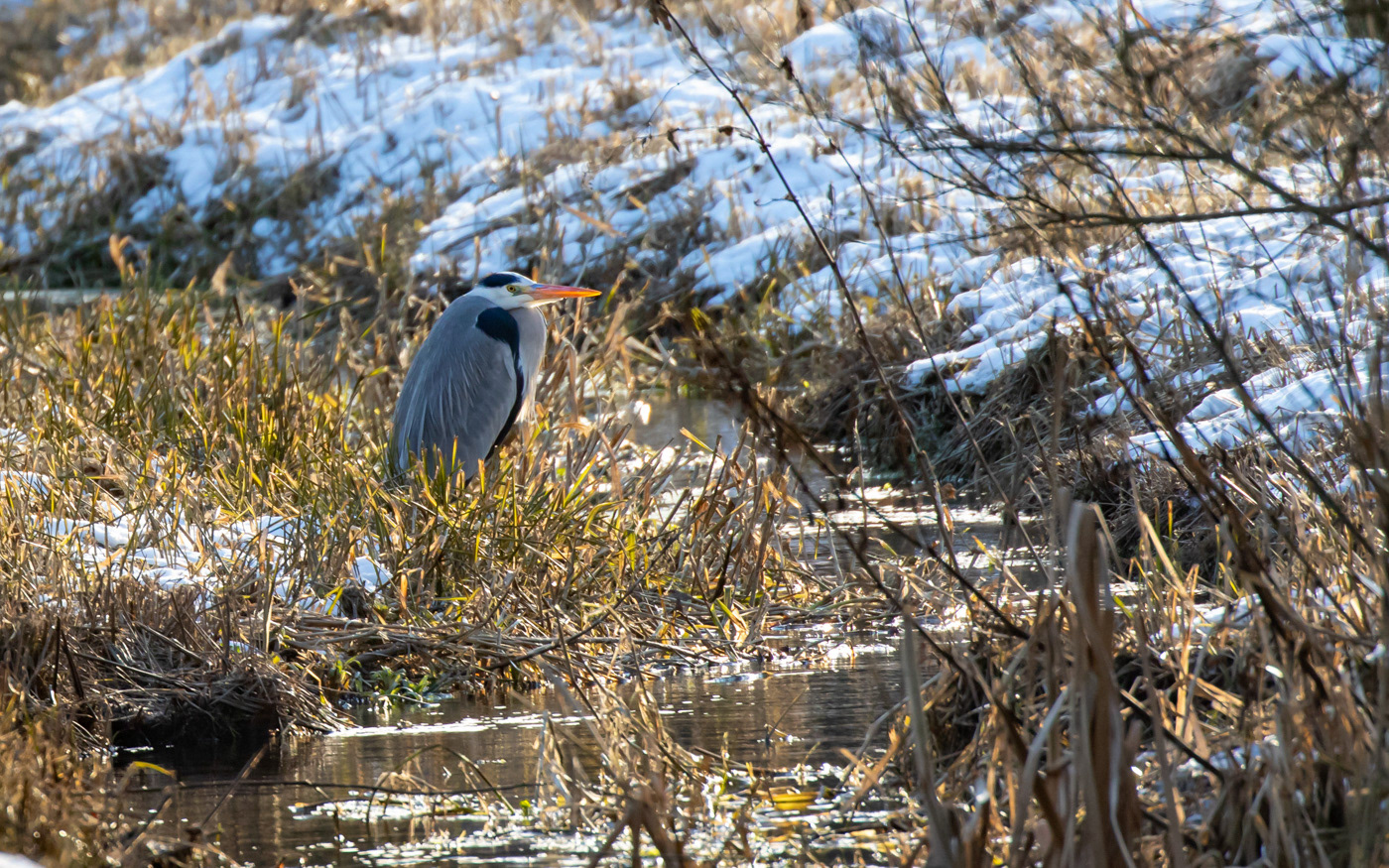 Fiskehejre ved Skillingbro