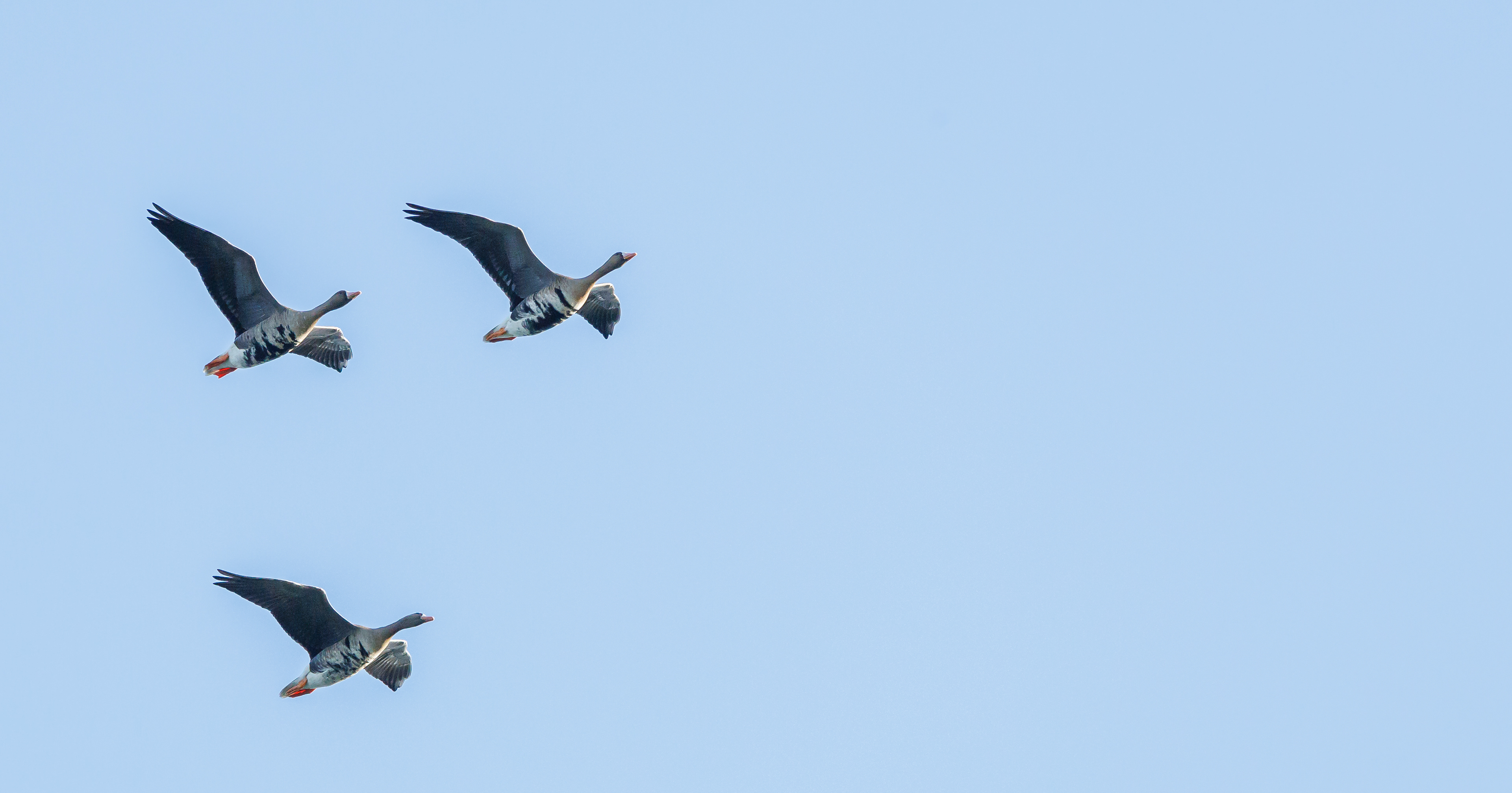 Blisgæs over Vombsjön