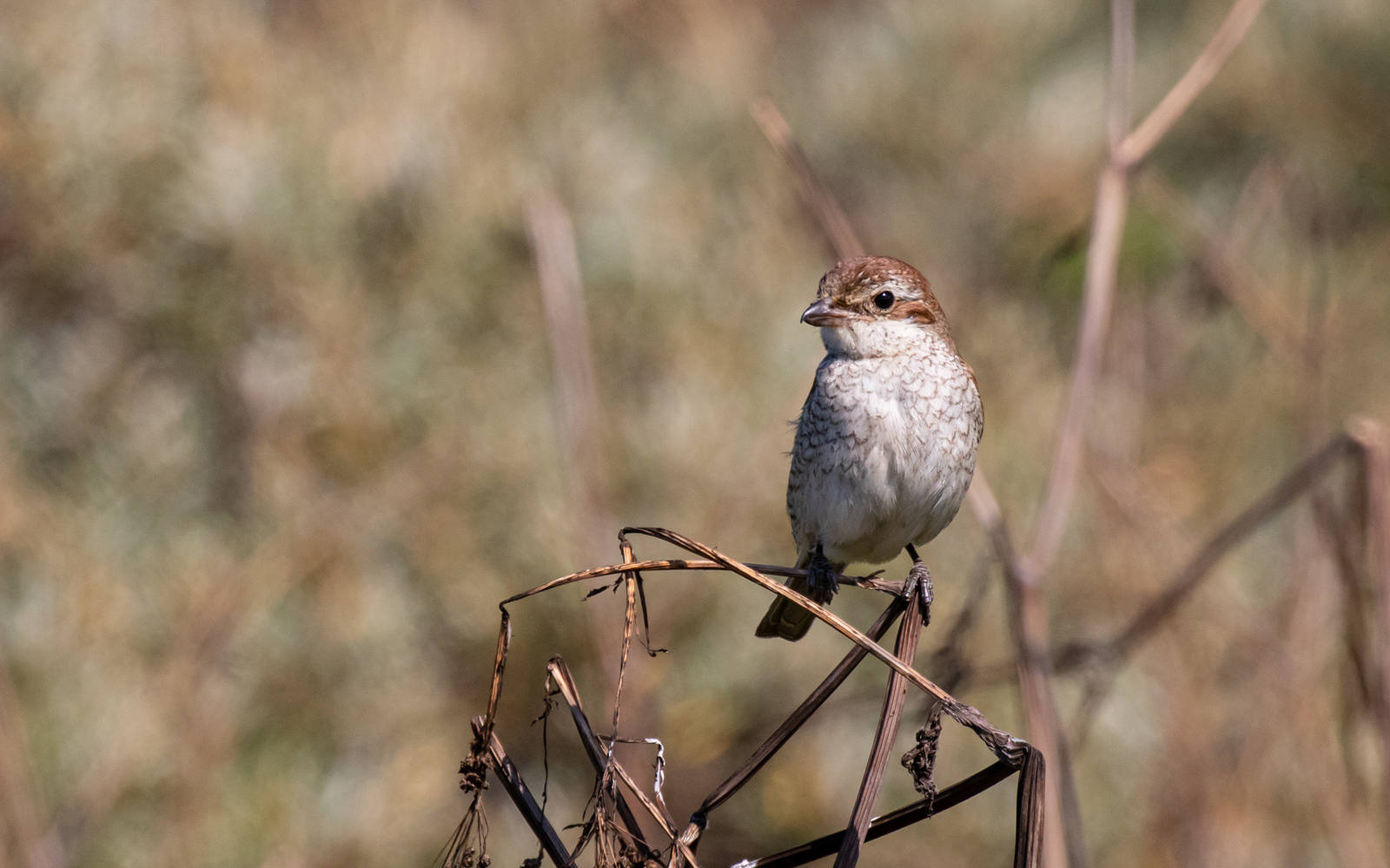 Rødrygget tornskade i Tornby Klitplantage