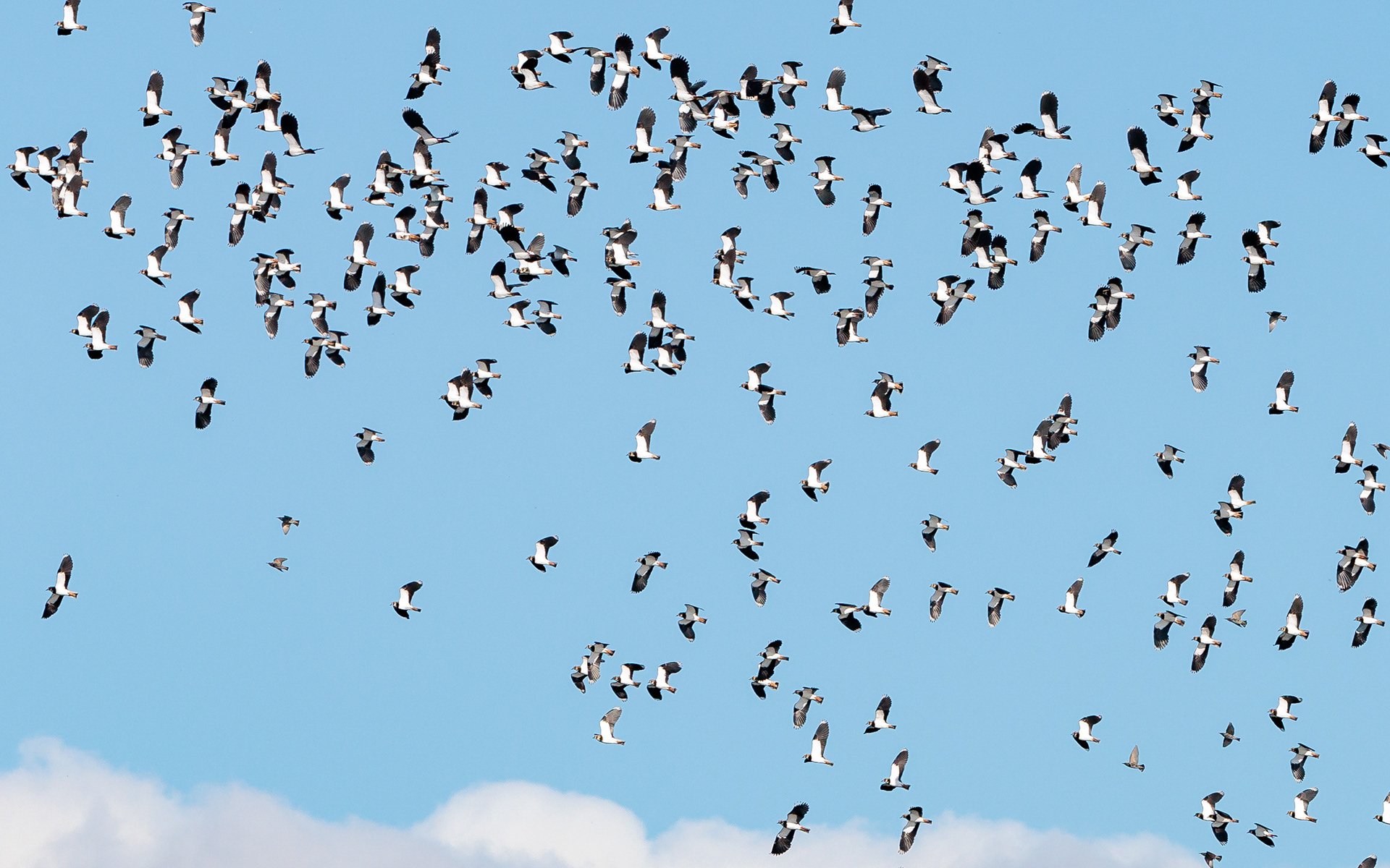 Viber over Juelstrup Sø