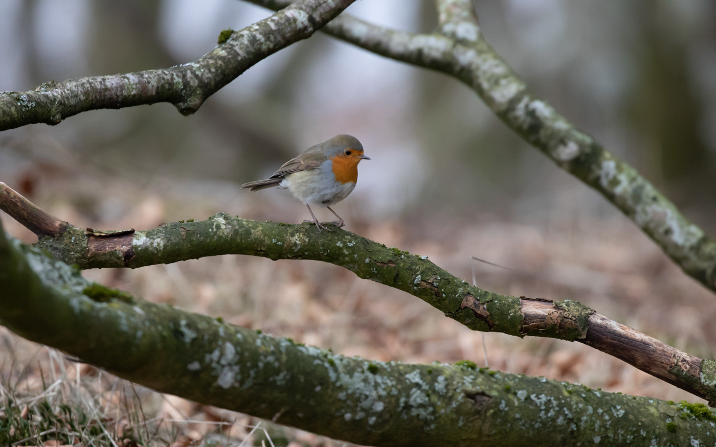 Rødhals i Rebild Bakker