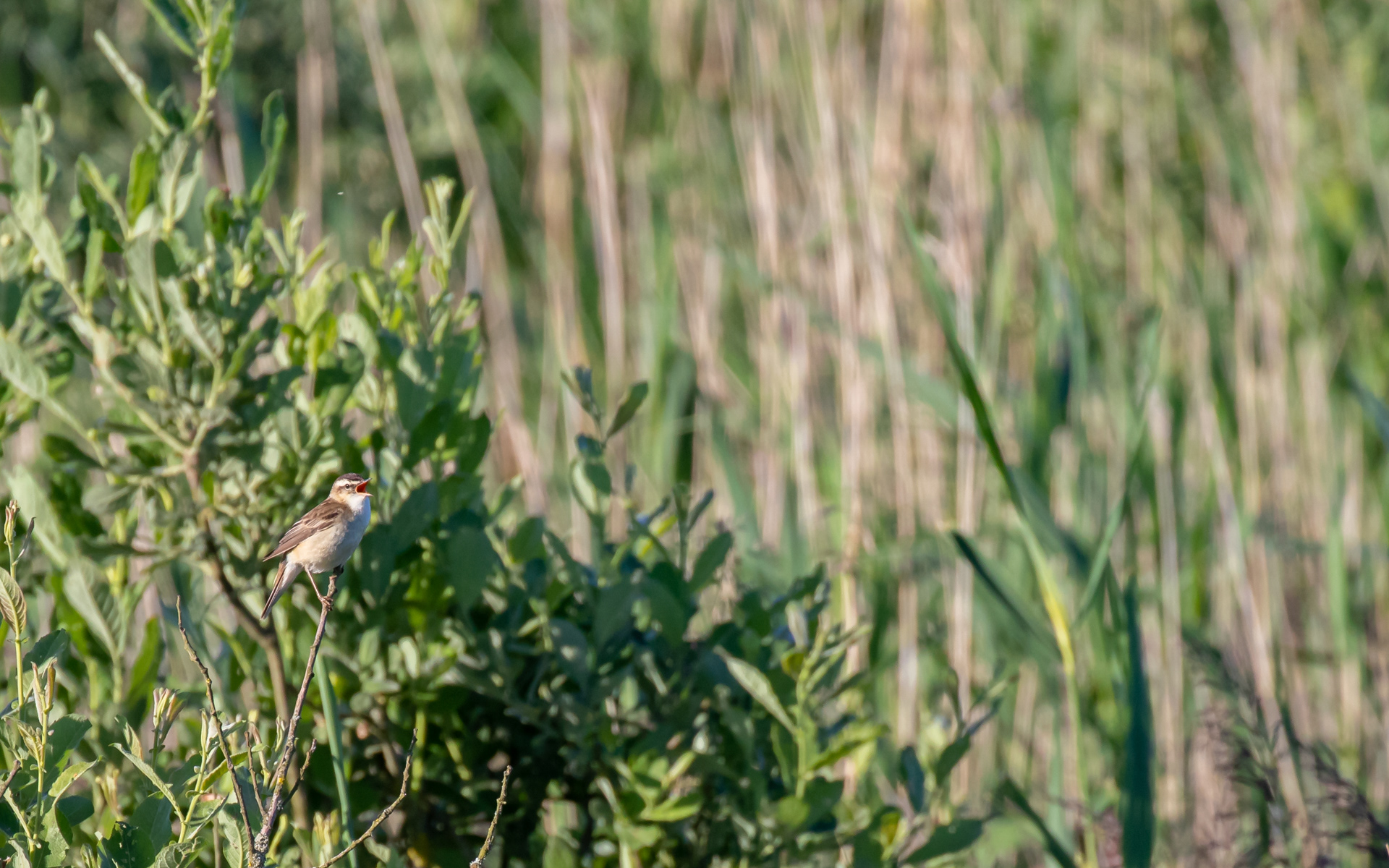 Sivsanger på Hegnsvej
