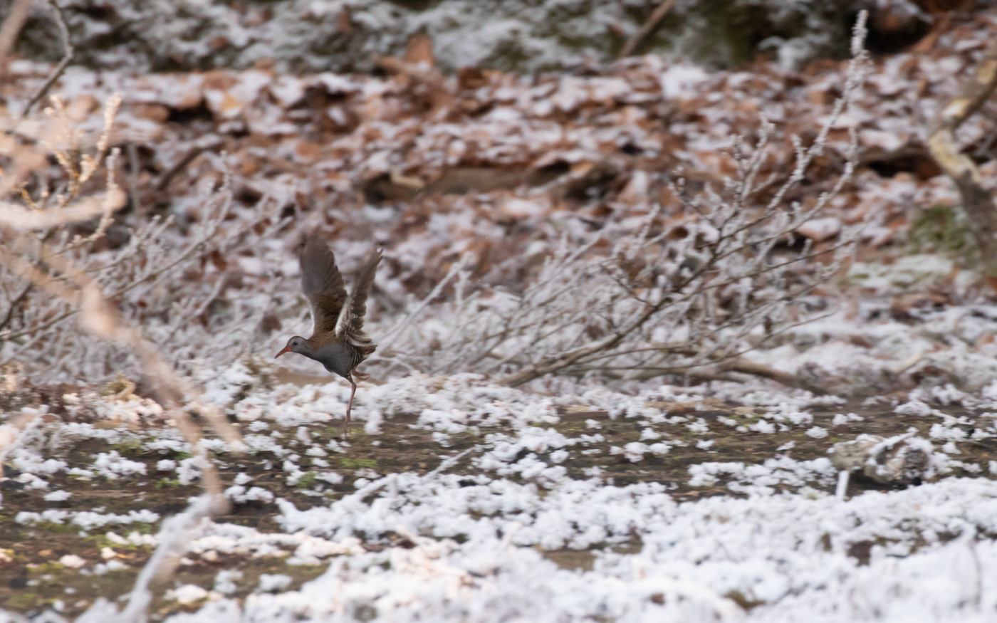....... og den skynder sig tilbage igen