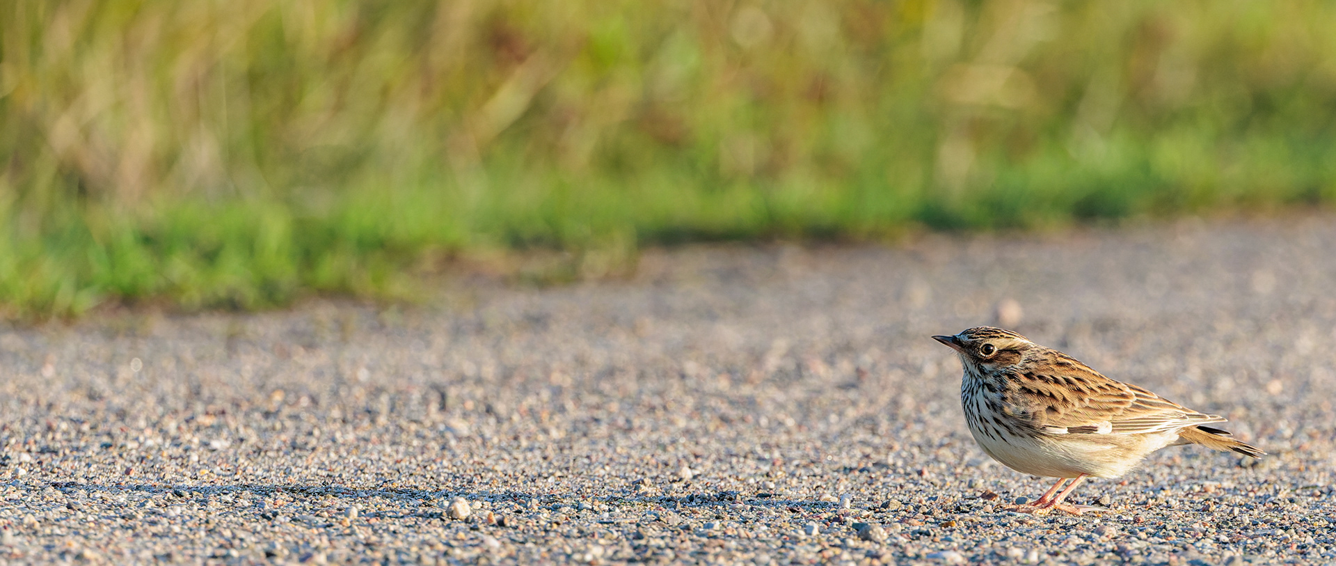 Træt hedelærke kaster lang skygge i morgensolen. En lille gruppe pustede ud inden videre træk