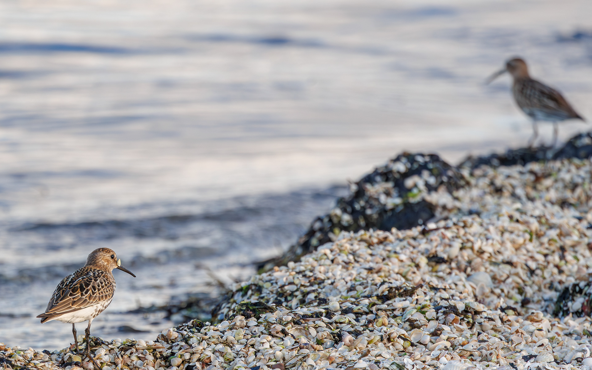 Almindelig ryle. Stensnæs