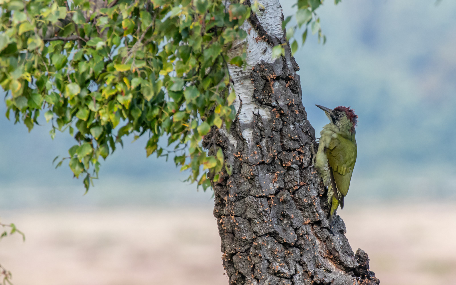 Grønspætte i birkelunden på Ljungen. Falsterbo