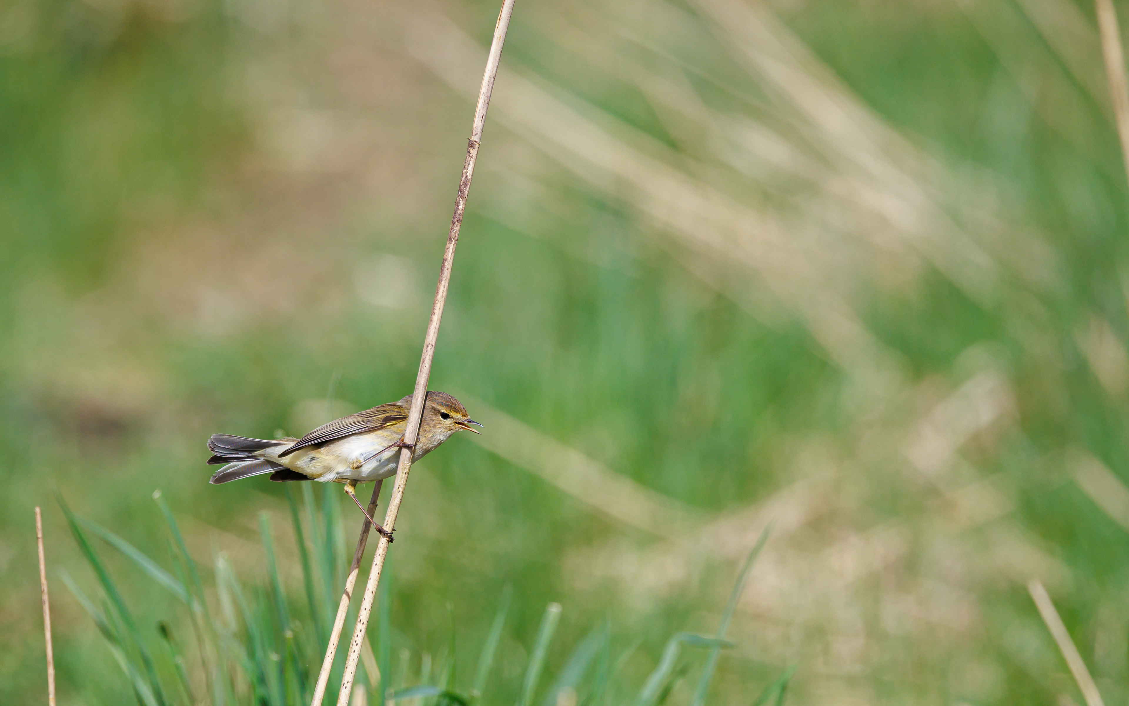 Gransanger i Lille Vildmose. 13. april