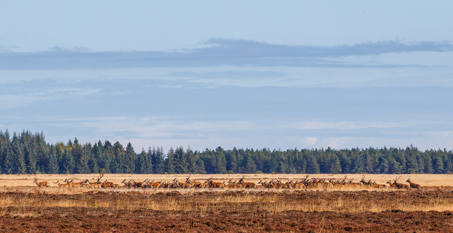 Kronvildt på Borris Skydeterræn