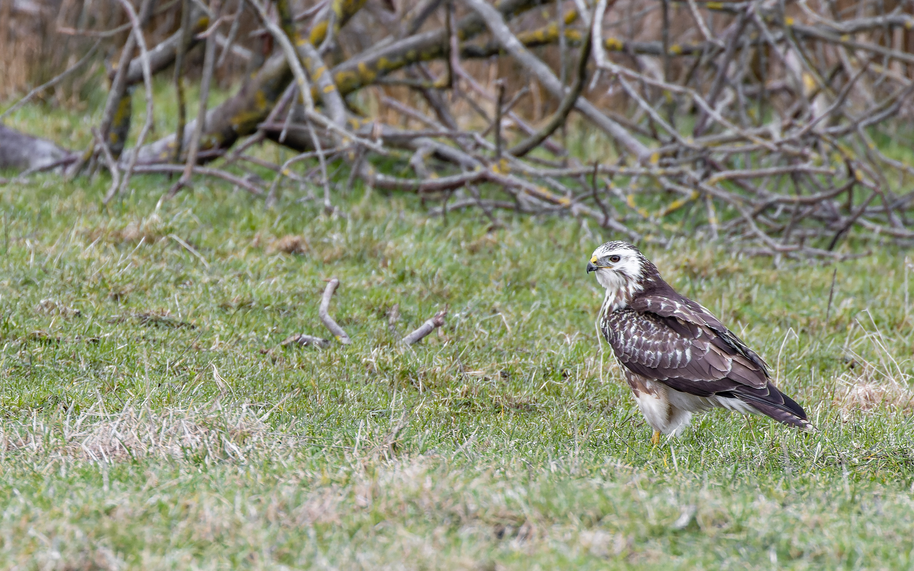 Lys musvåge - Lille Vildmose