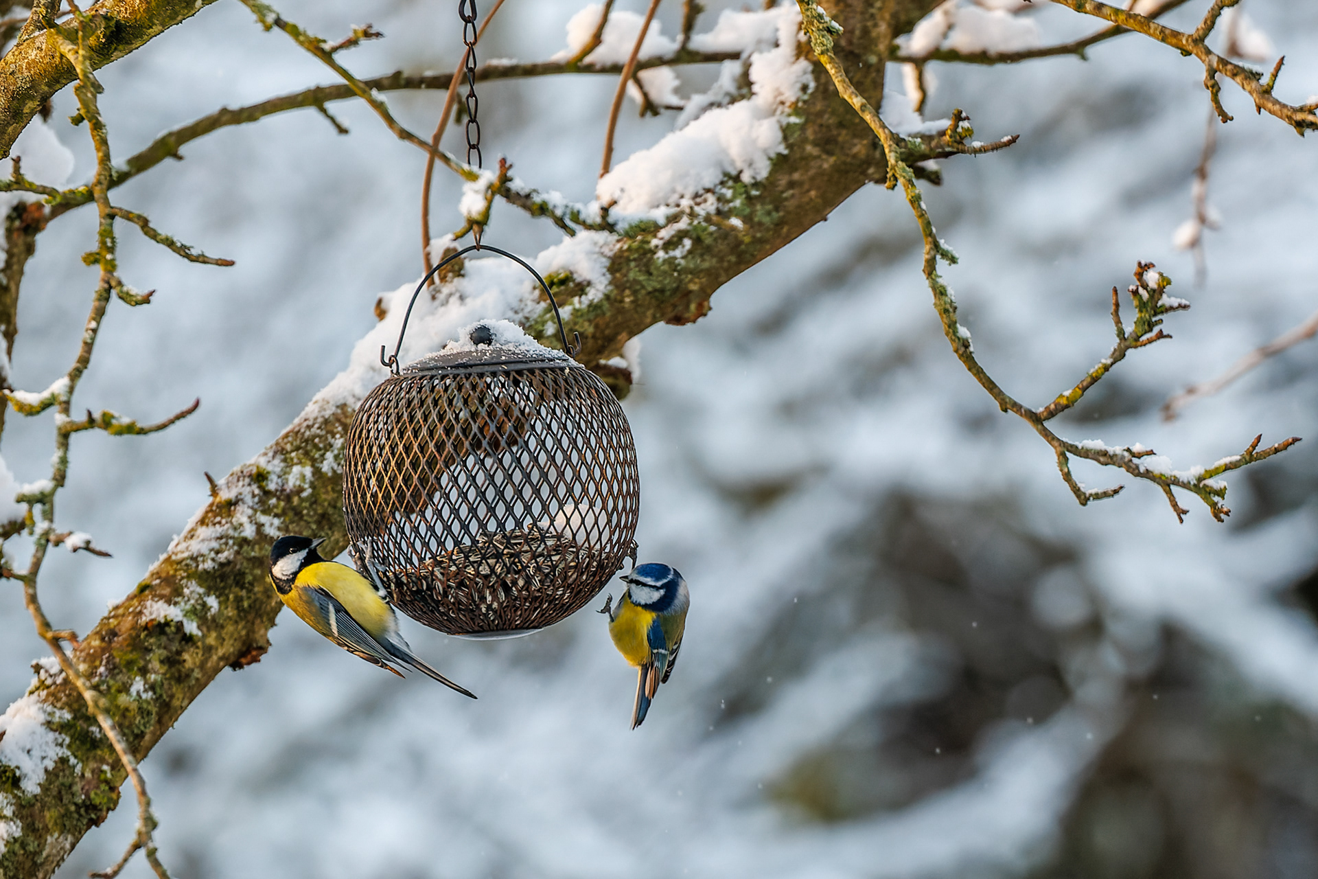 Musvit og blåmejse i haven