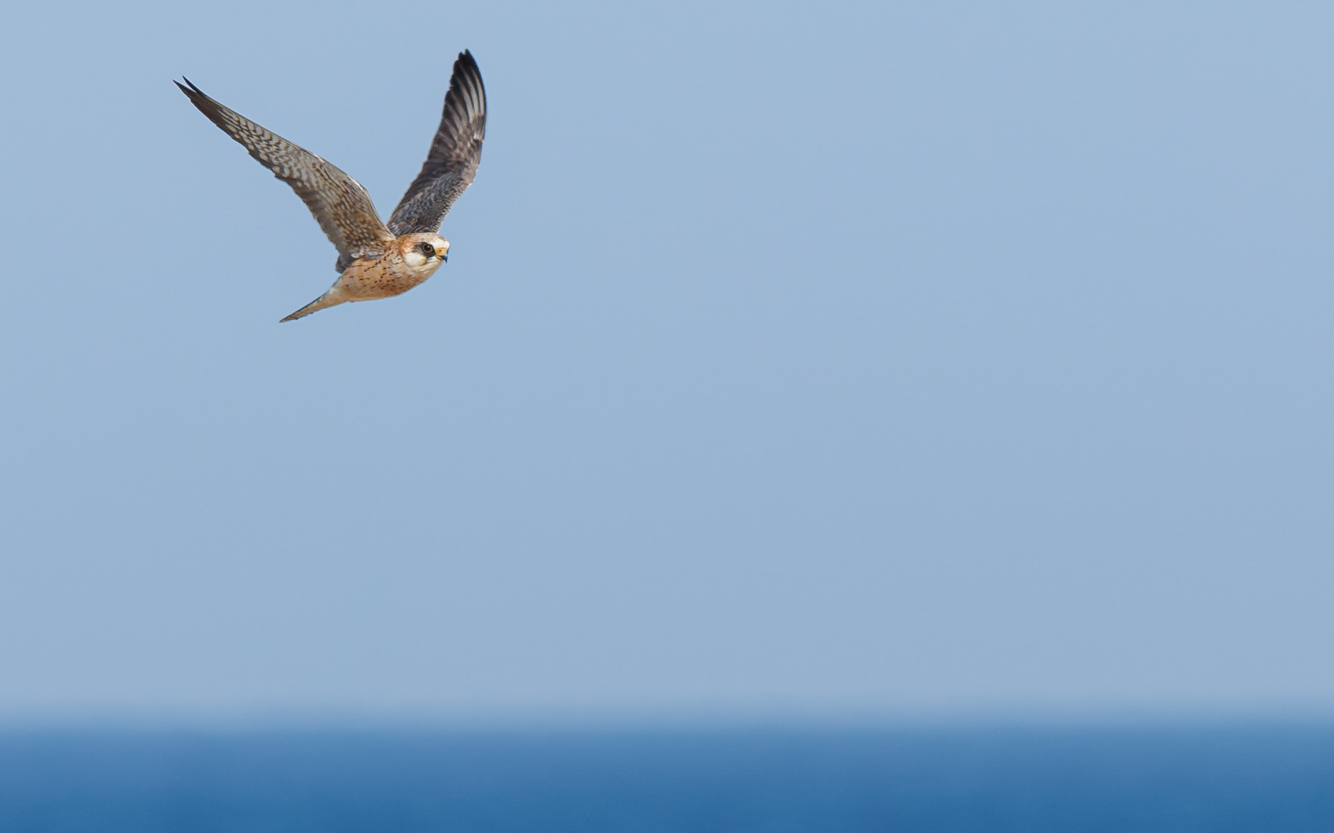 Forårstræk i Skagen. Aftenfalk (hun)