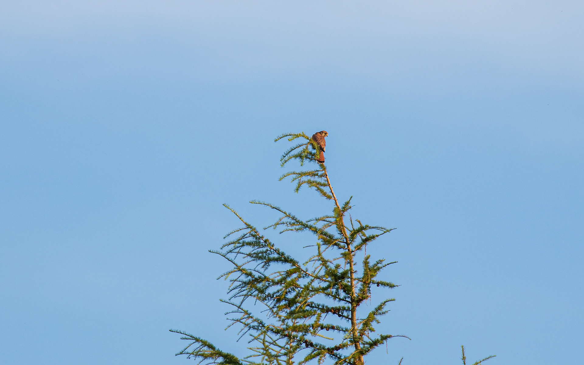 Tårnfalk på yndlingspost 7.8.2020