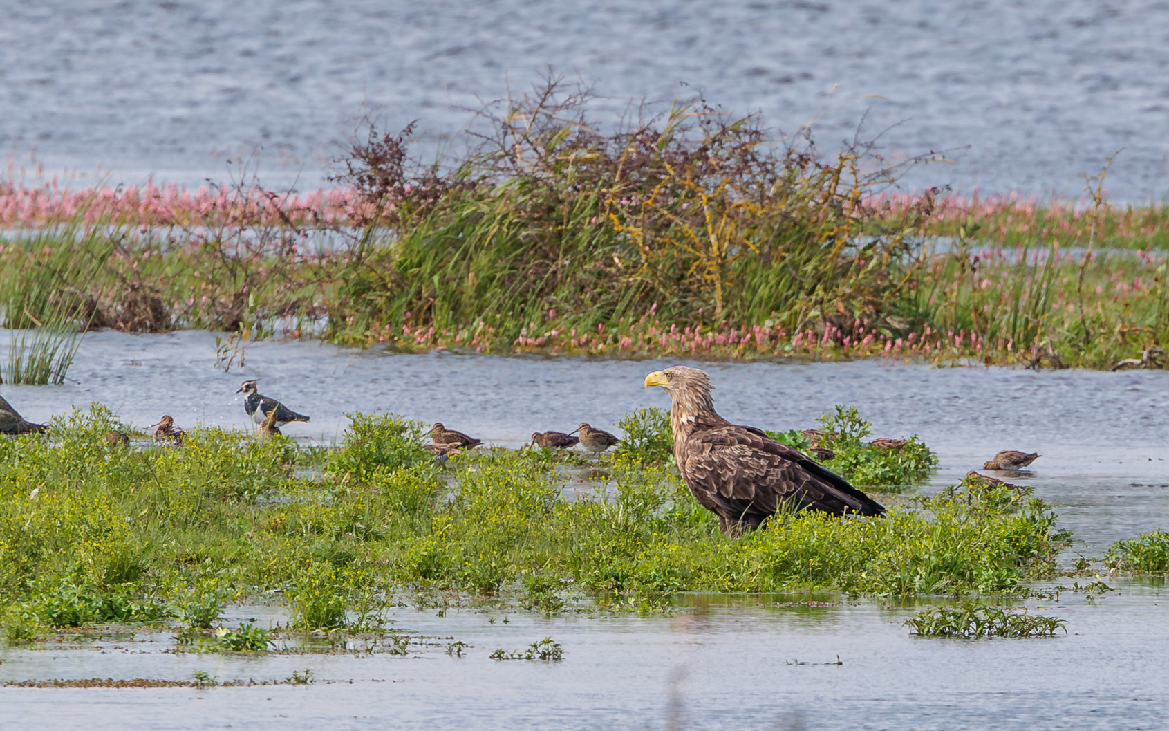 Havørn, vibe og dobbeltbekkasin. Juelstrup Sø