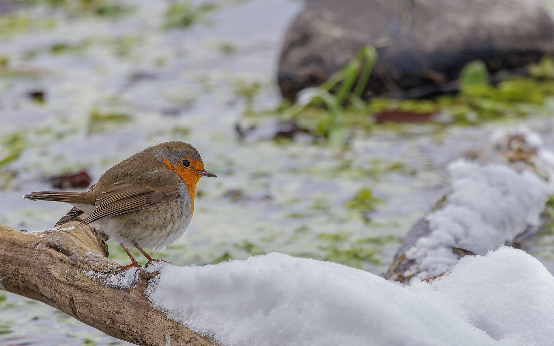 Rødhals i Ravnkilden