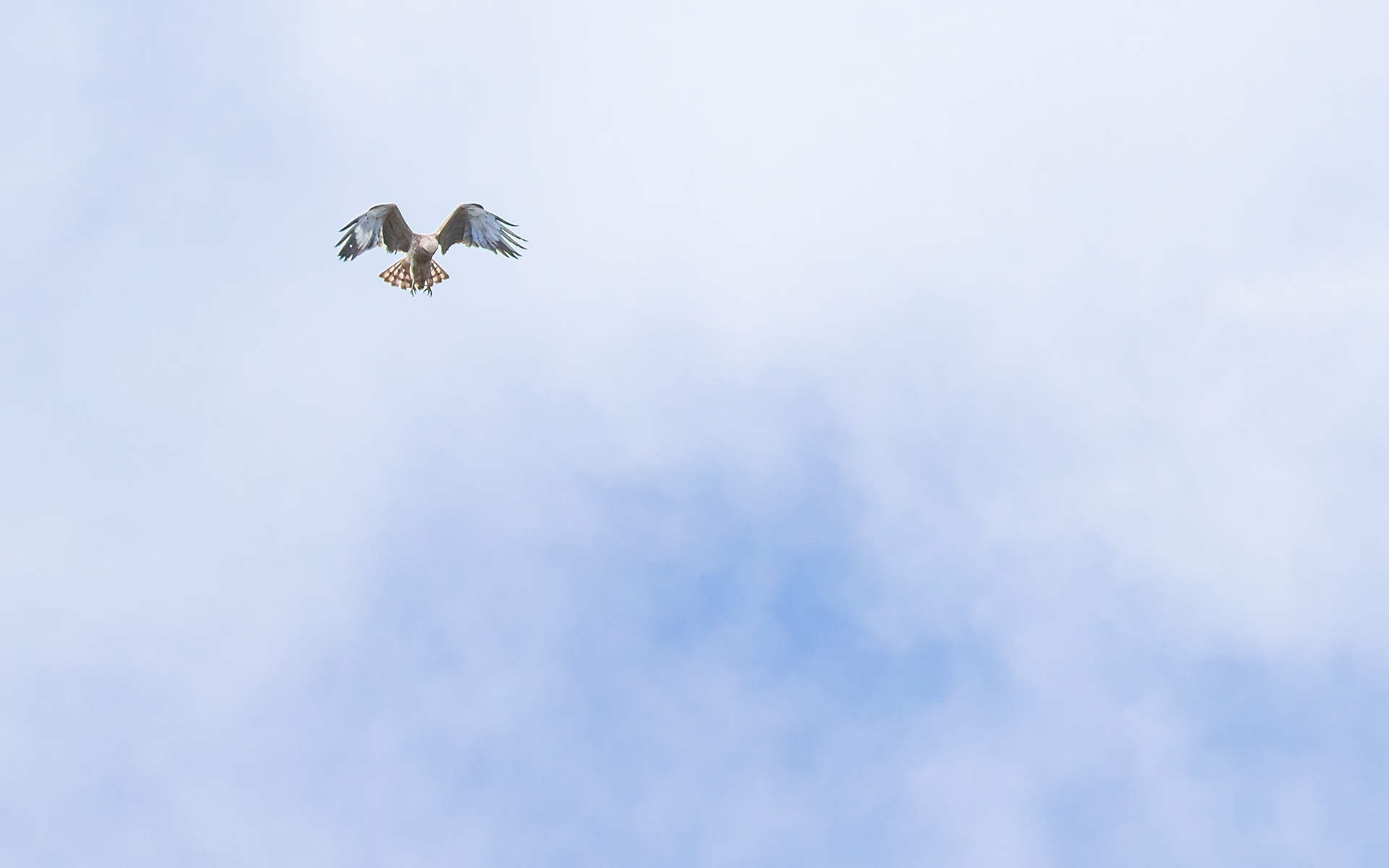 Slangeørn i Lille Vildmose