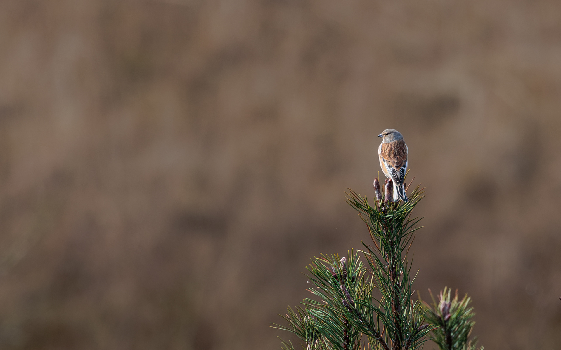 Tornirisk. Værnengene 21. marts