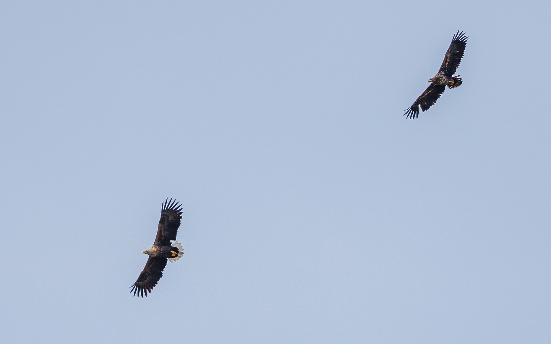 Luftakrobatik. Ung og gammel havørn. Værnengene 21. marts
