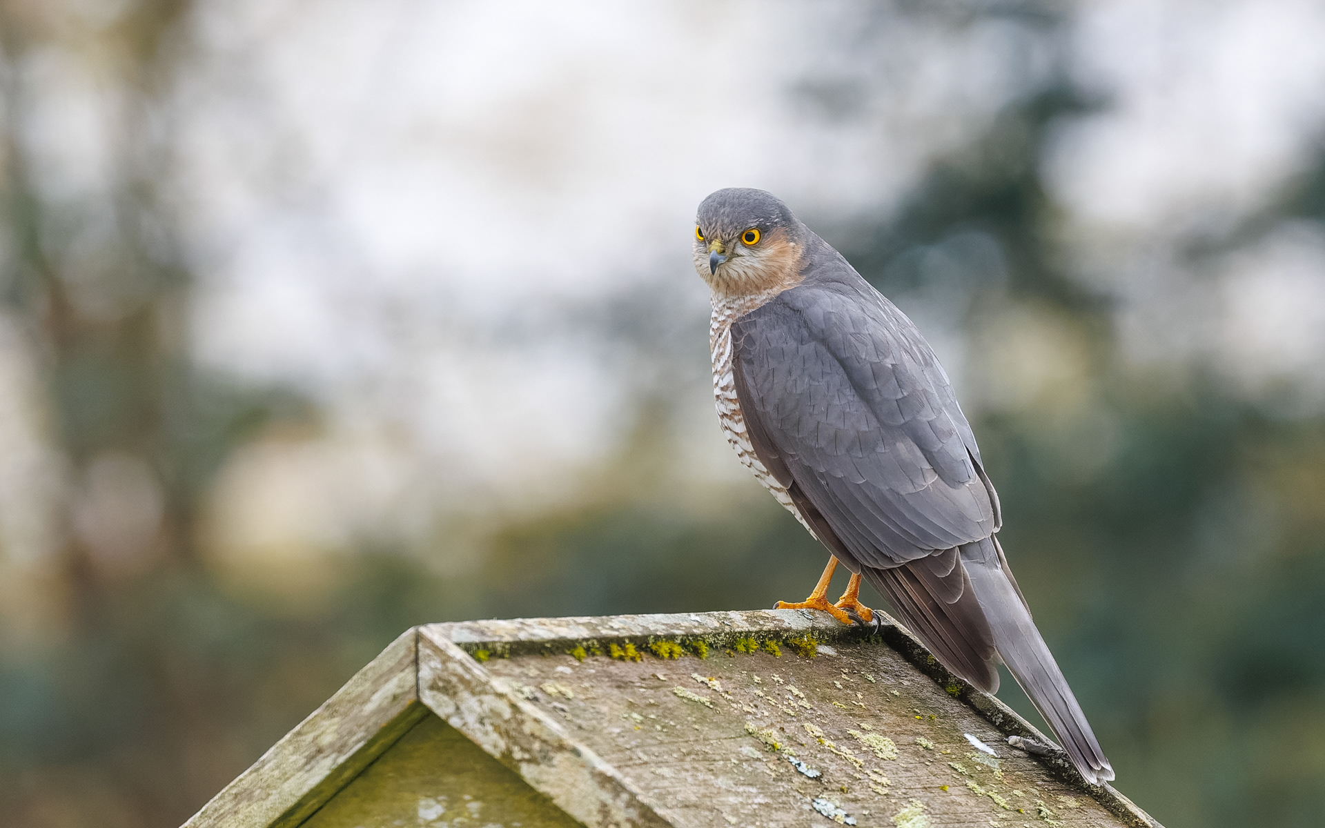 Spurvehøgen blev lokket til af de mange småfugle ved foderbrættet