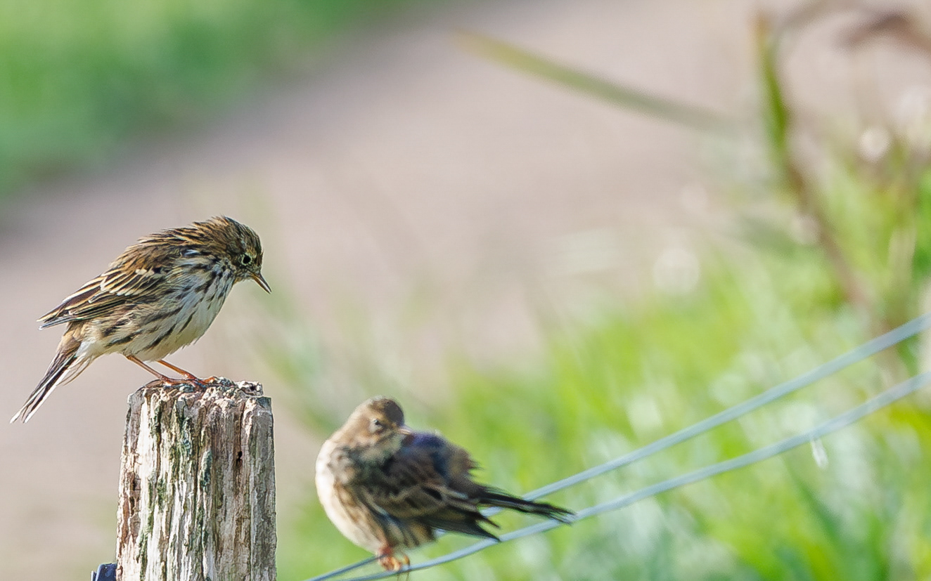 Engpibere ved Vilsted Sø