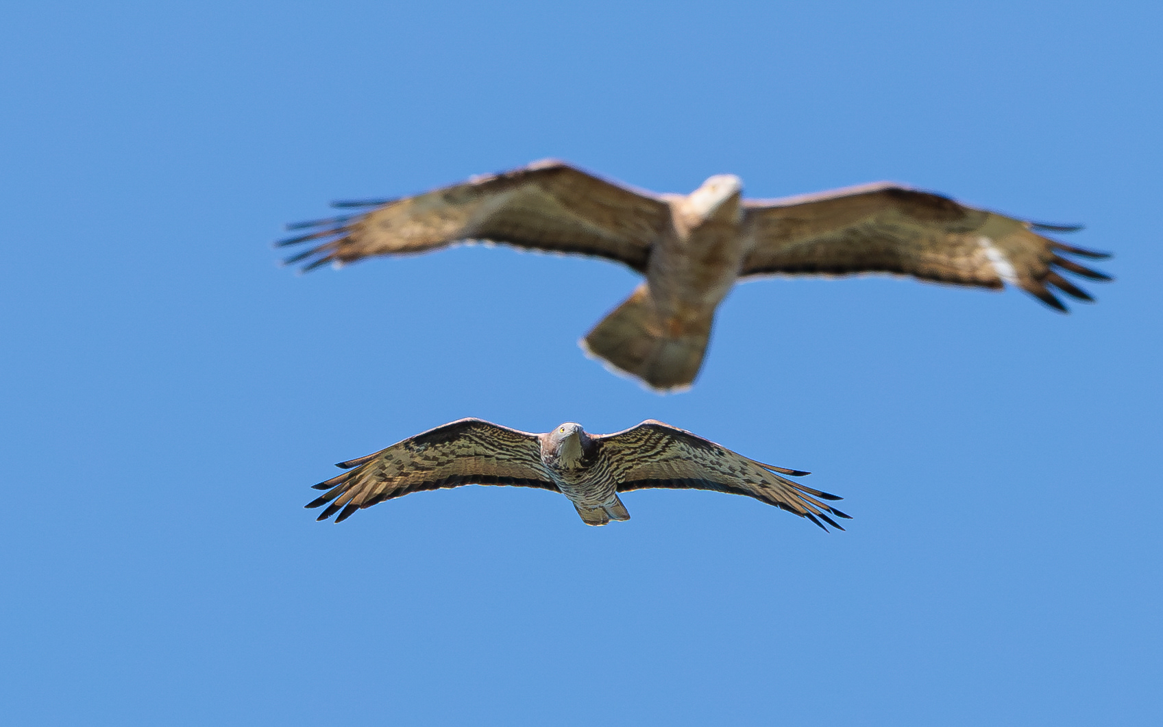 Hvepsevågernes forårstræk i Skagen