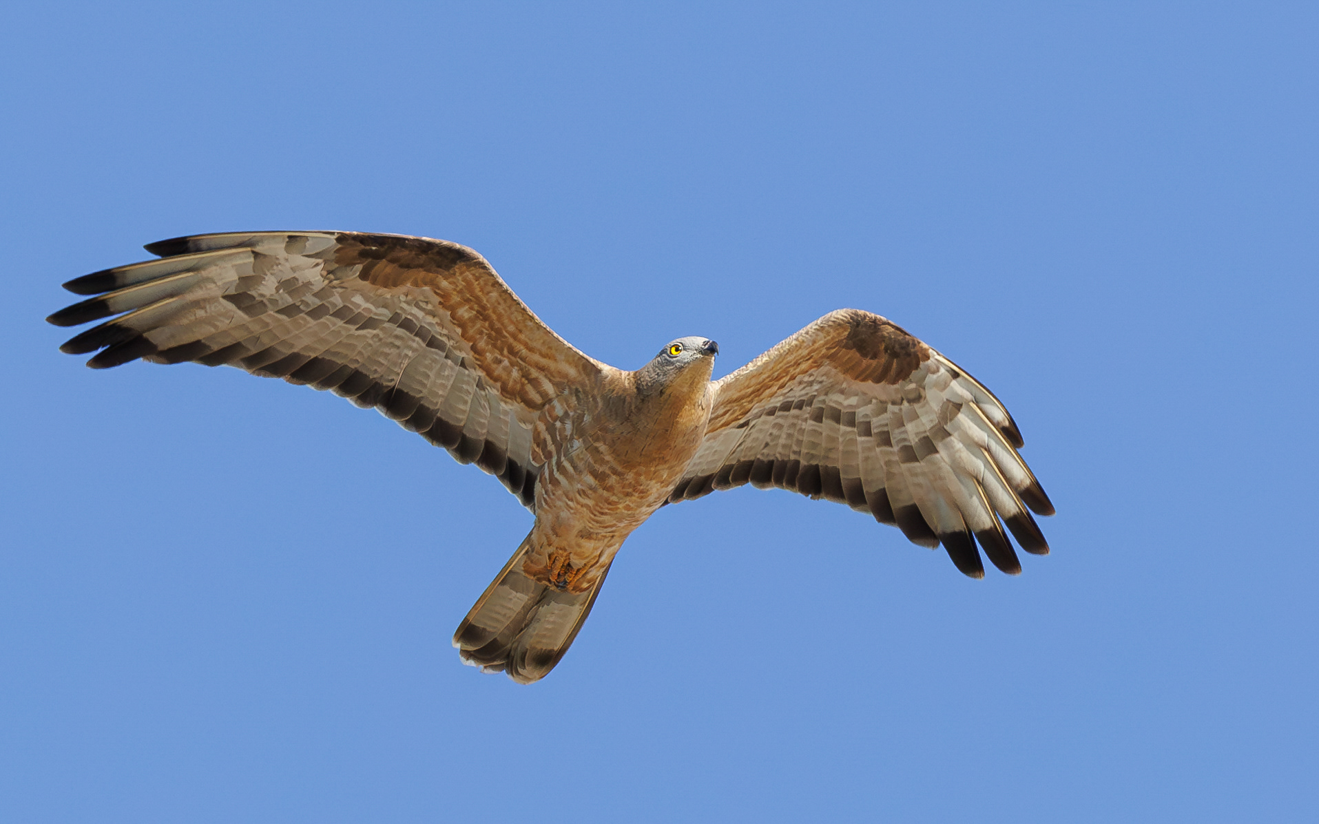 Hvepsevågernes forårstræk i Skagen