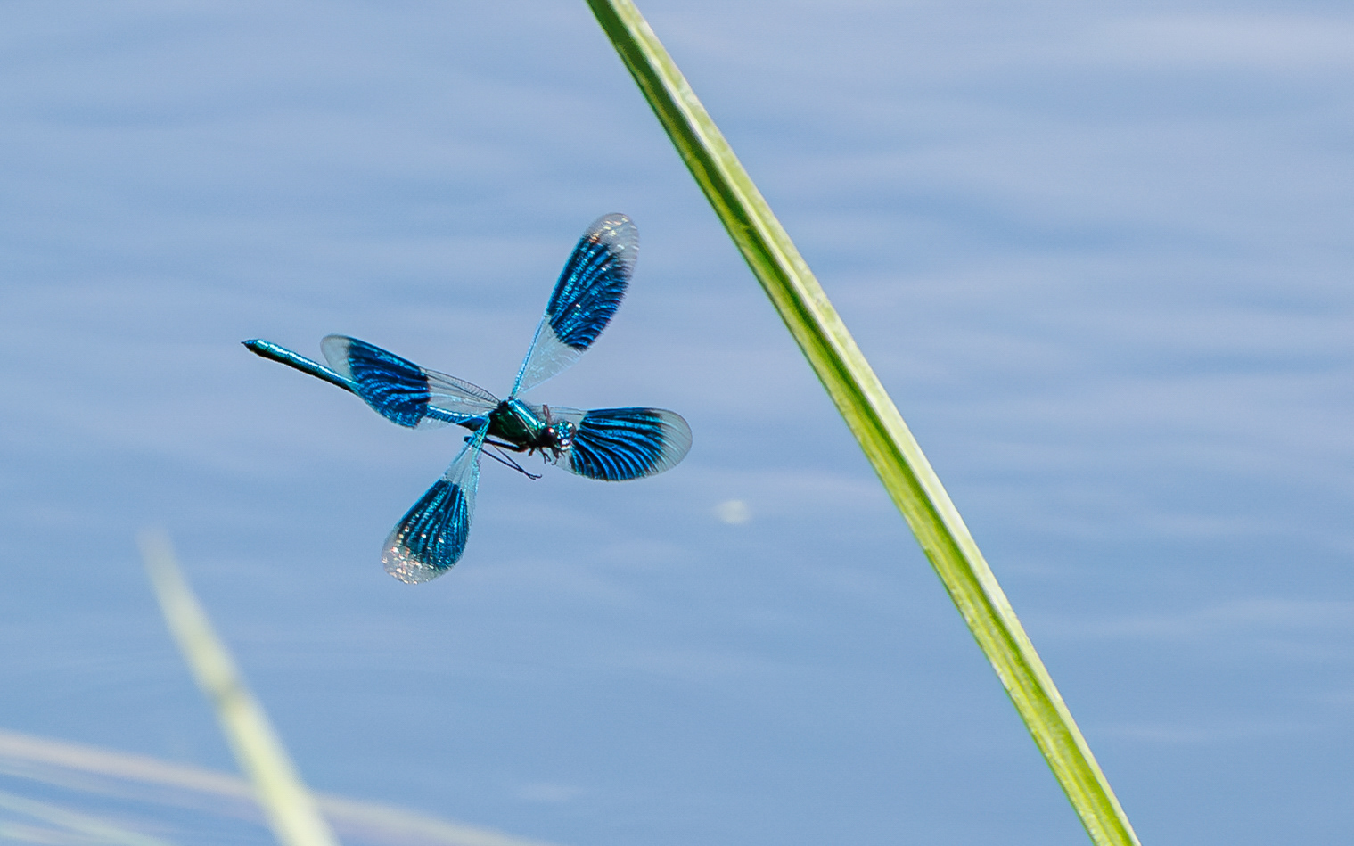 Blåbåndet pragtvandnymfe