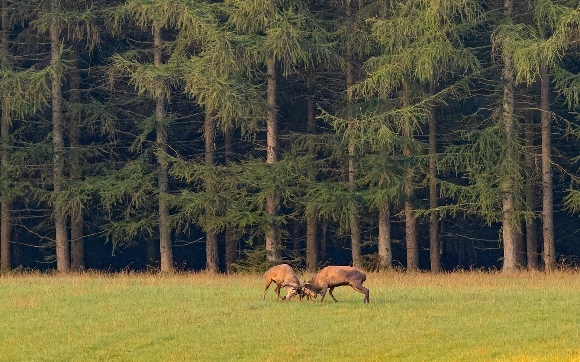 .... så er der kamp