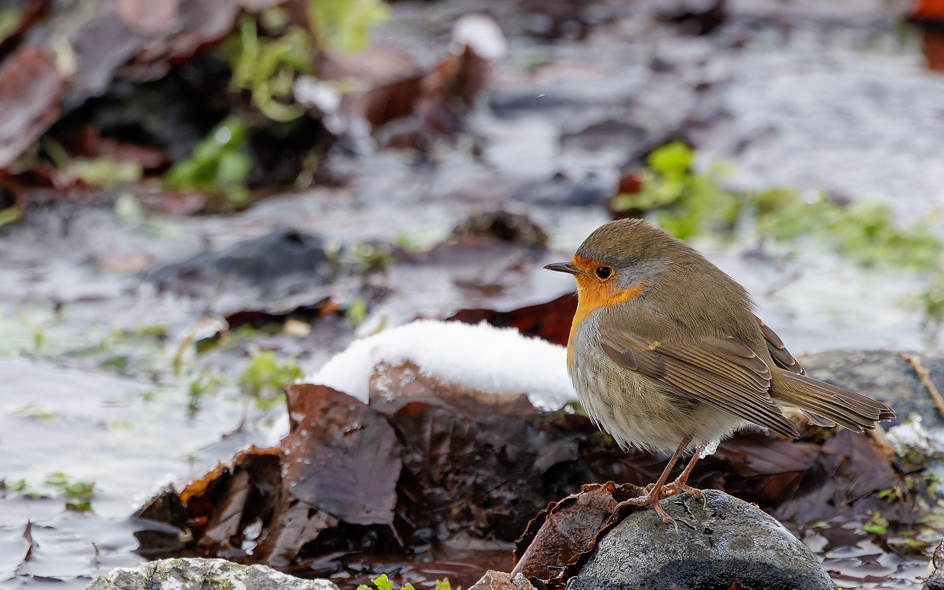 Rødhals i Ravnkilden